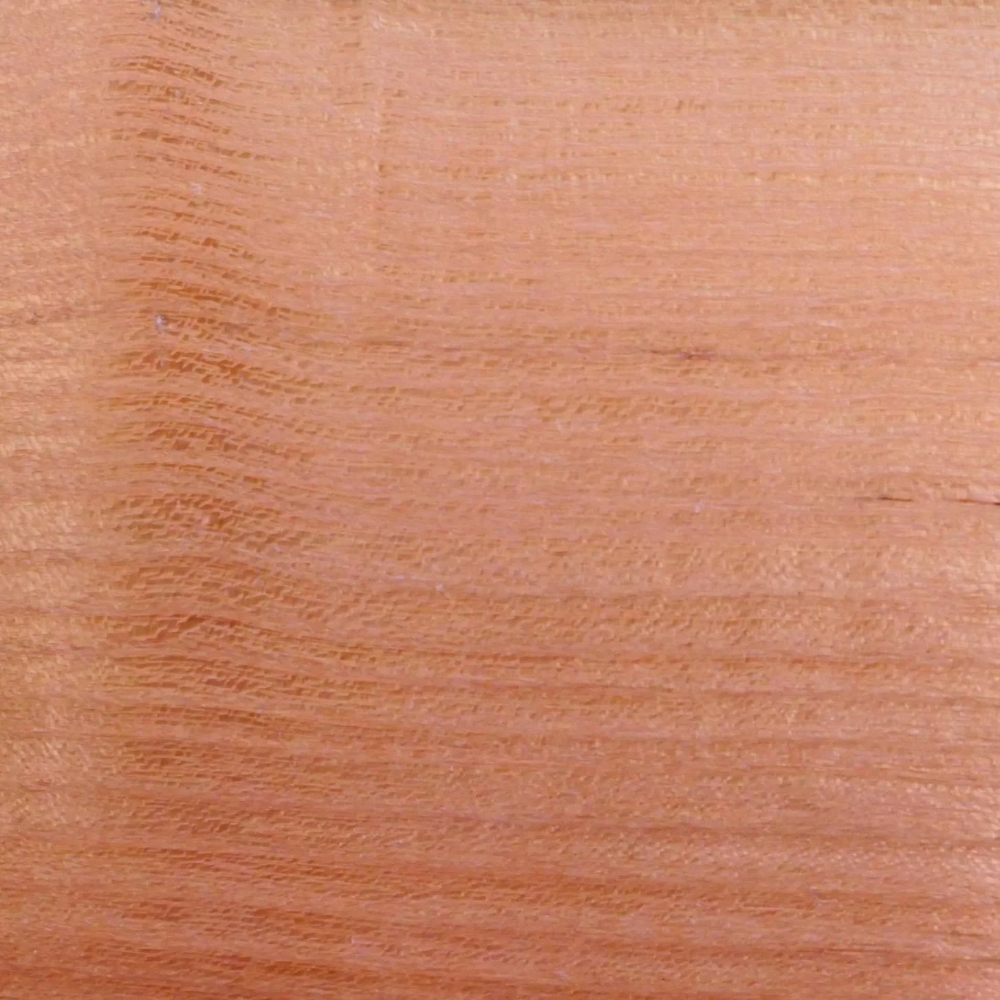 Black Locust