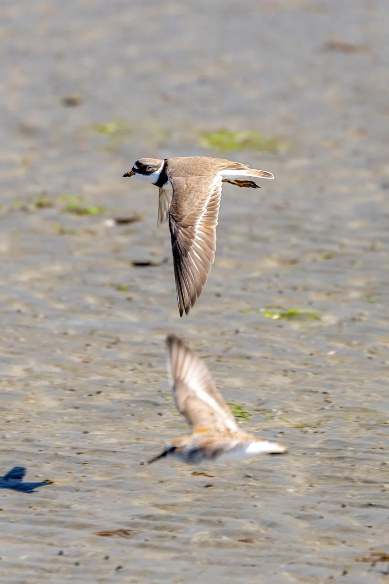 Semi Palmated Plover