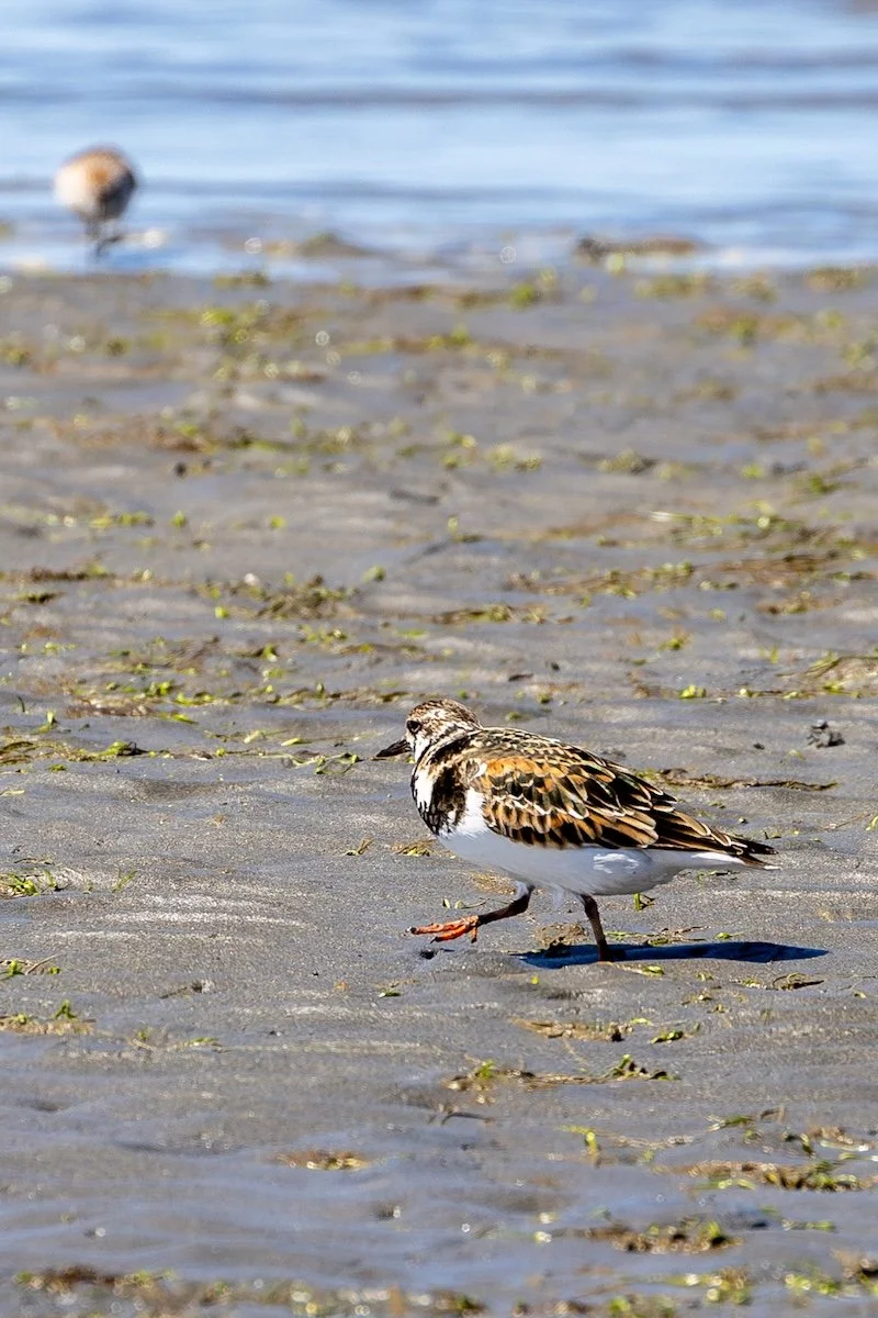 Ruddy Turnstone