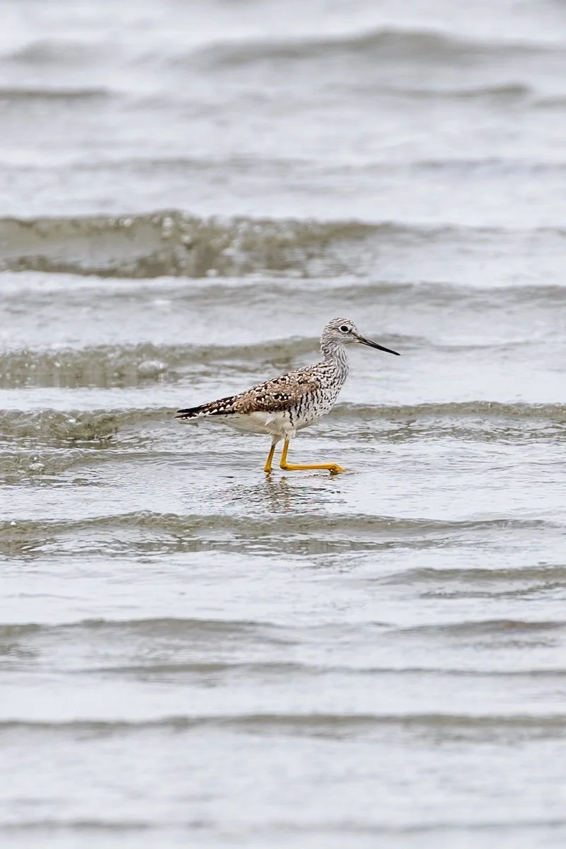 Greater Yellowlegs