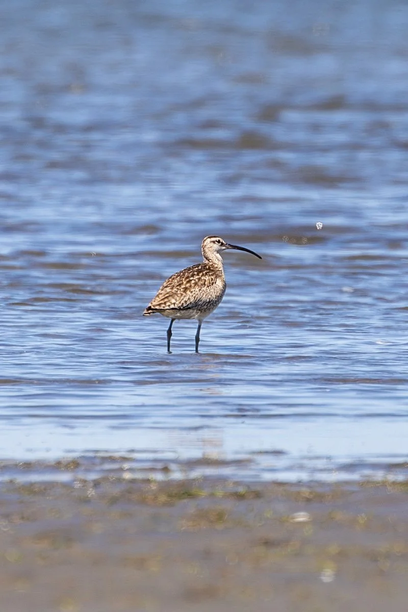 Whimbrel