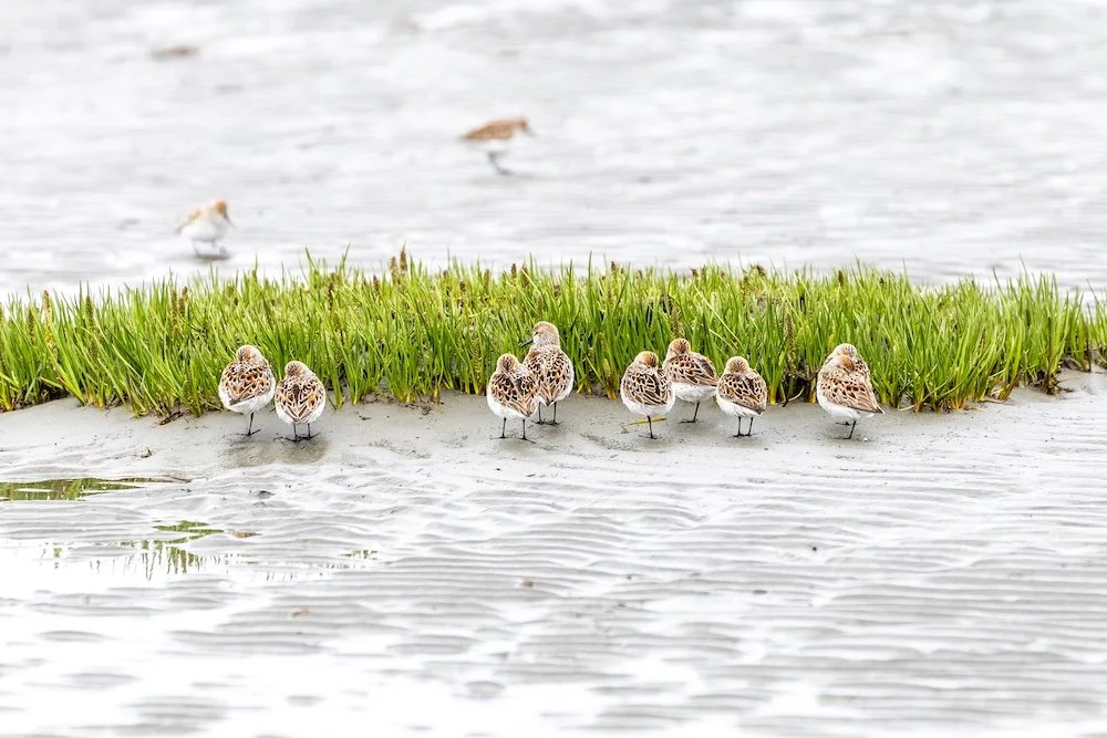 The Flyway Runs Through Here