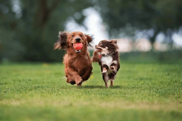 Pet Care Tips: The Role of Play and Toys in a Healthy Routine for Dogs