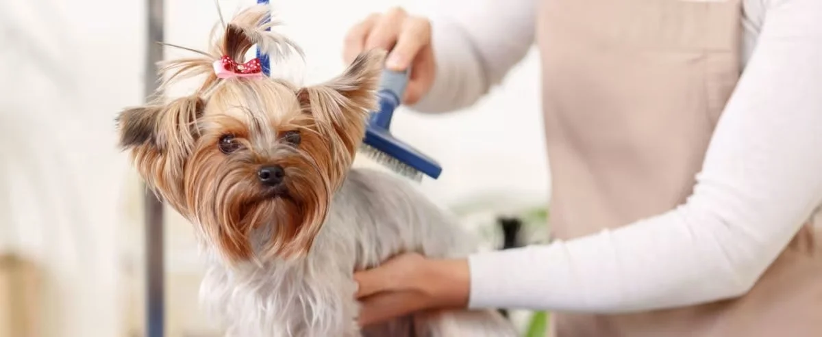 How to Take Care of Dogs