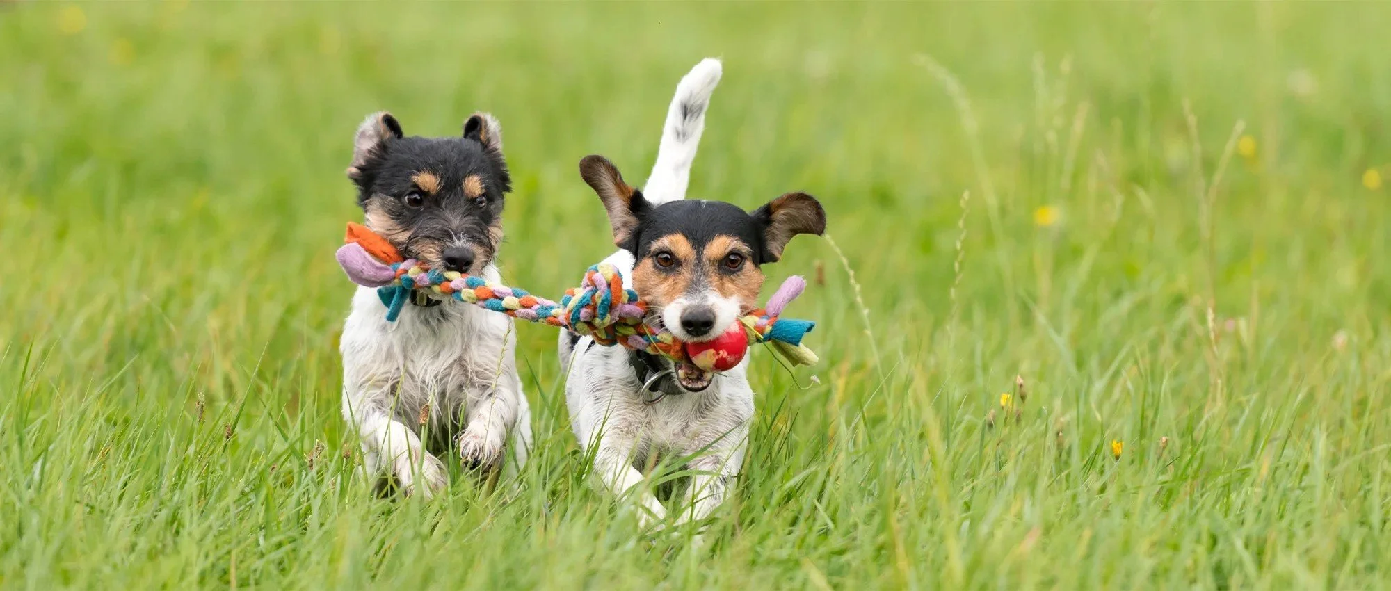 The Benefits of Play for Sheltered Dogs