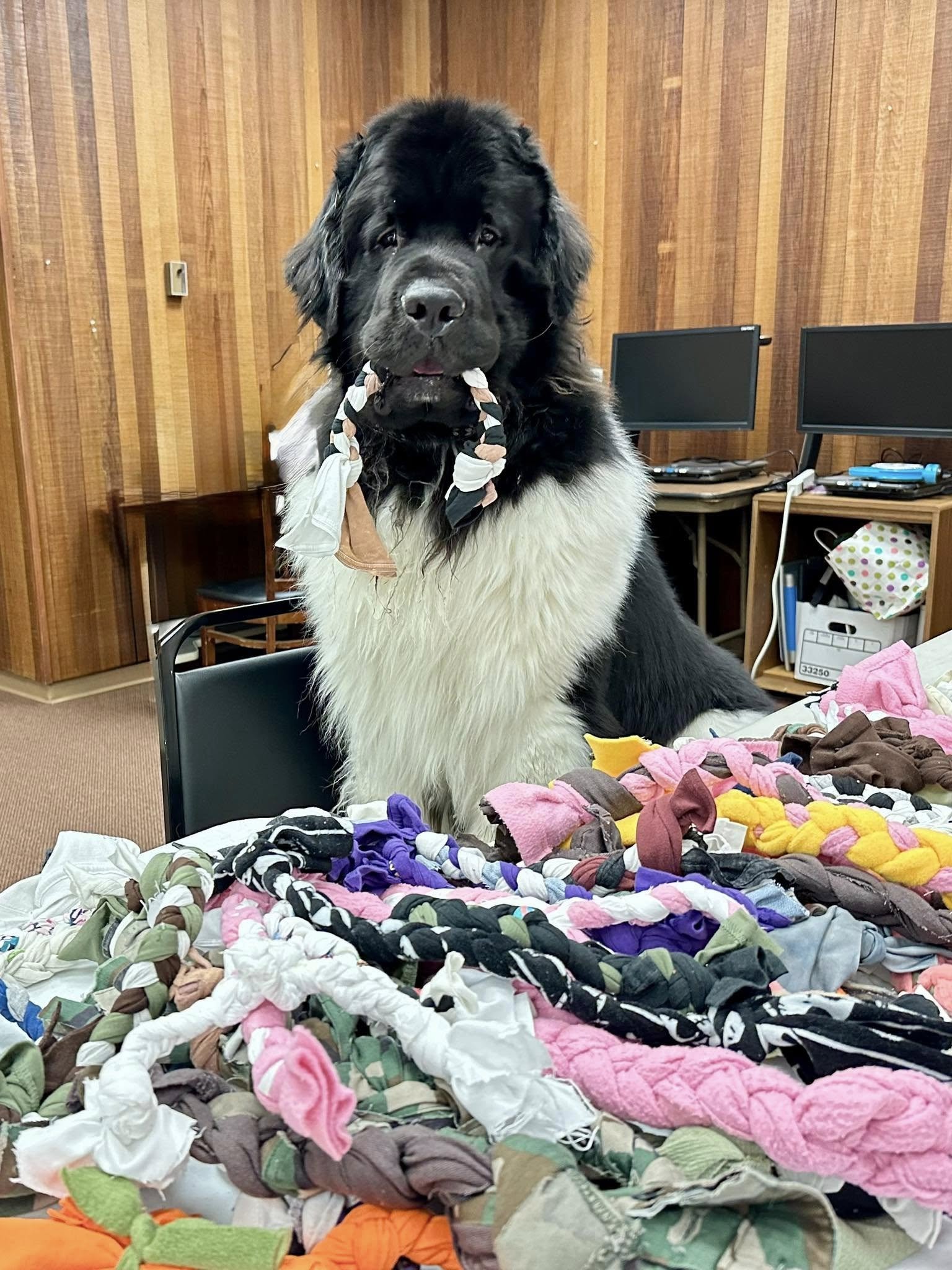 Volunteer Event - Mission Library