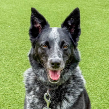 National Rescue Dog Day