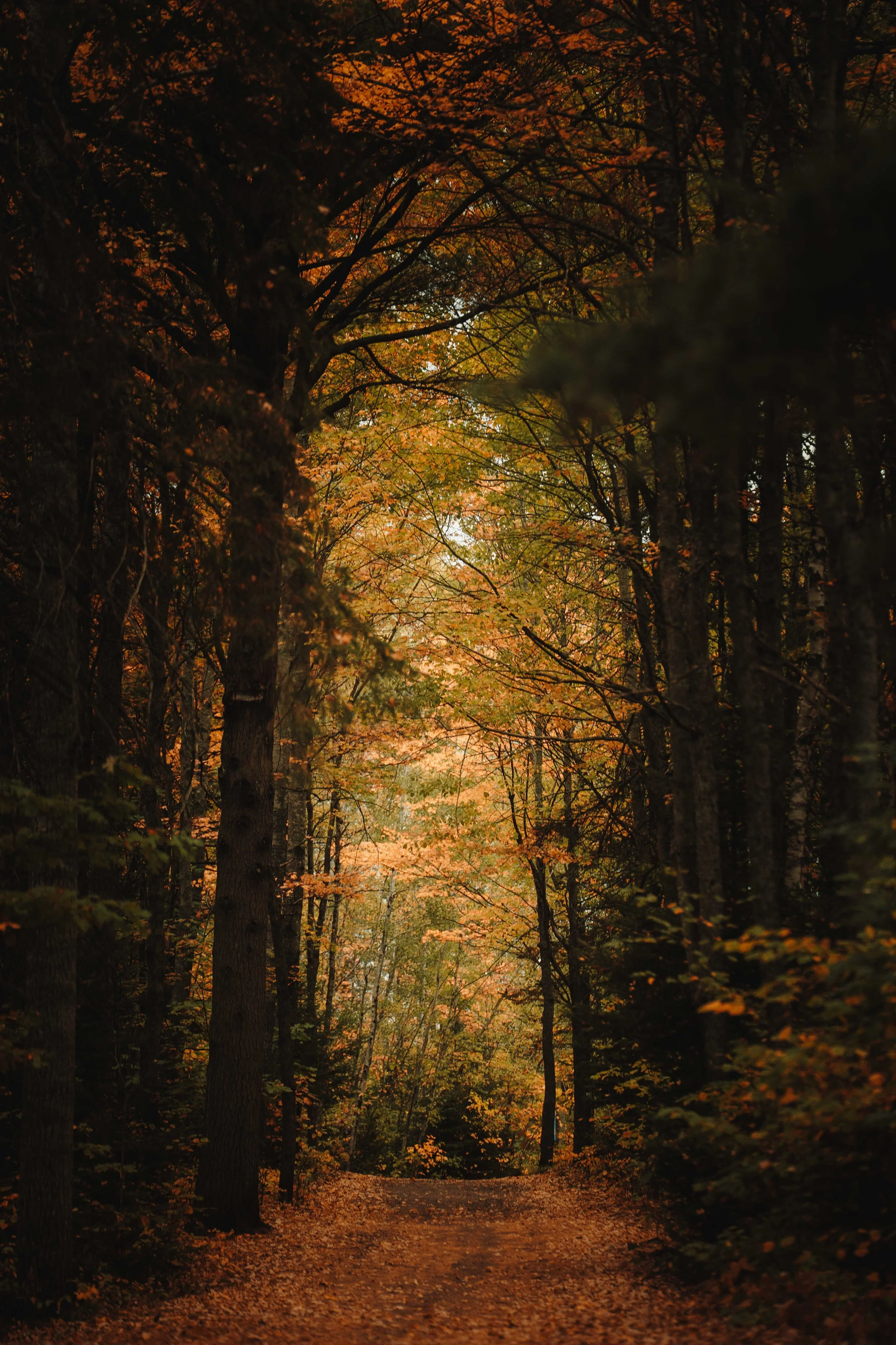 Fotografía de naturaleza en Canada Centennial Park, sendero otoñal en Moncton