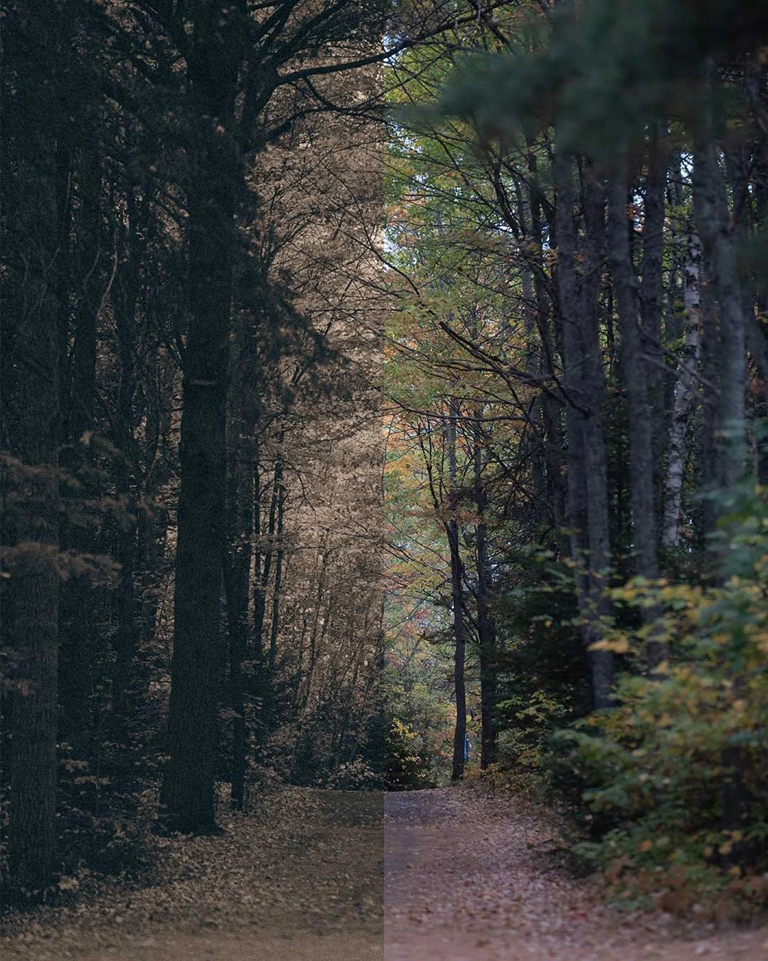 Fotografía de naturaleza y lifestyle otoño, portafolio Loui
