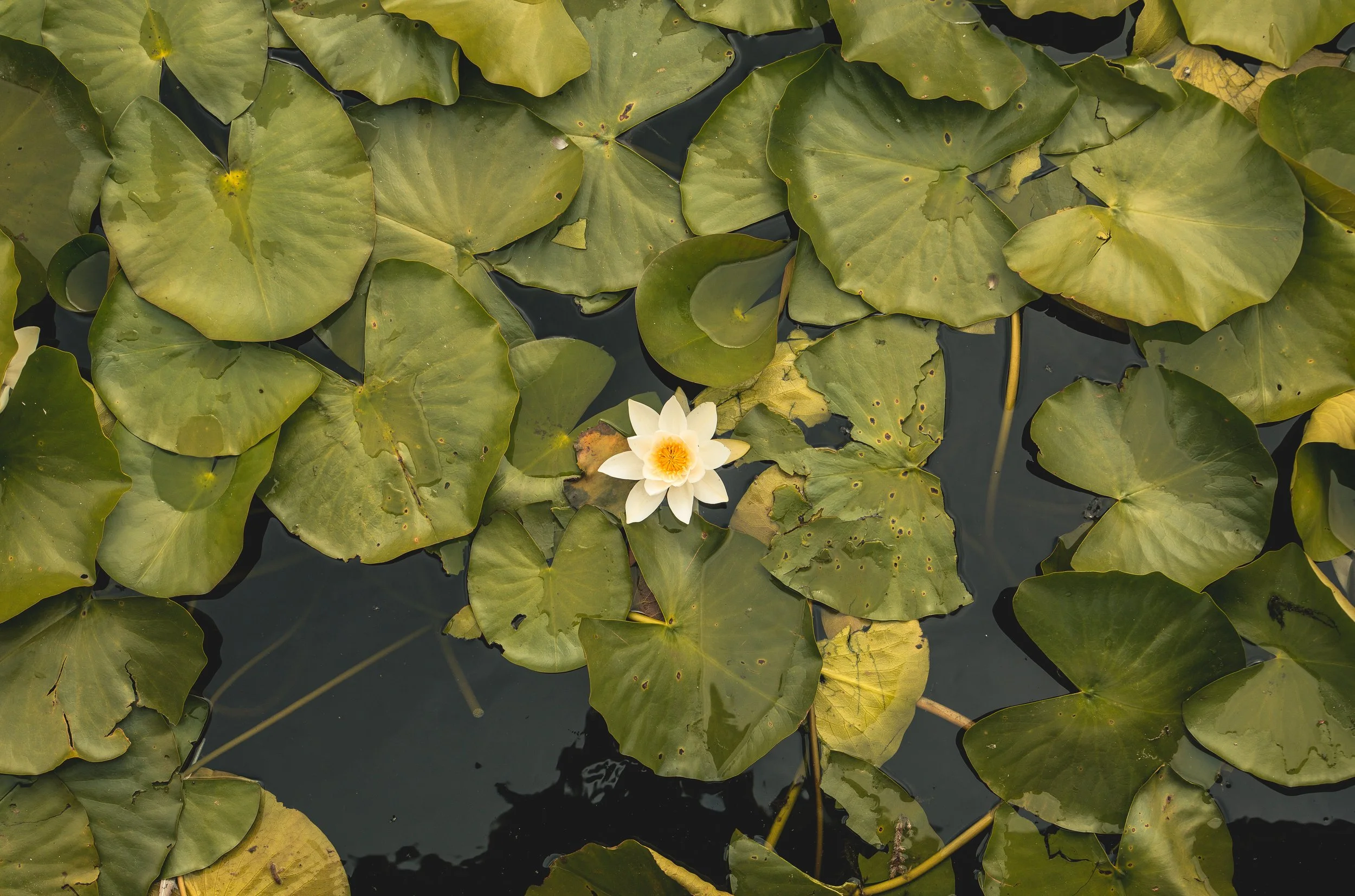 A water lily with white petals and a yellow center floating on dark water, surrounded by large, round green lily pads.