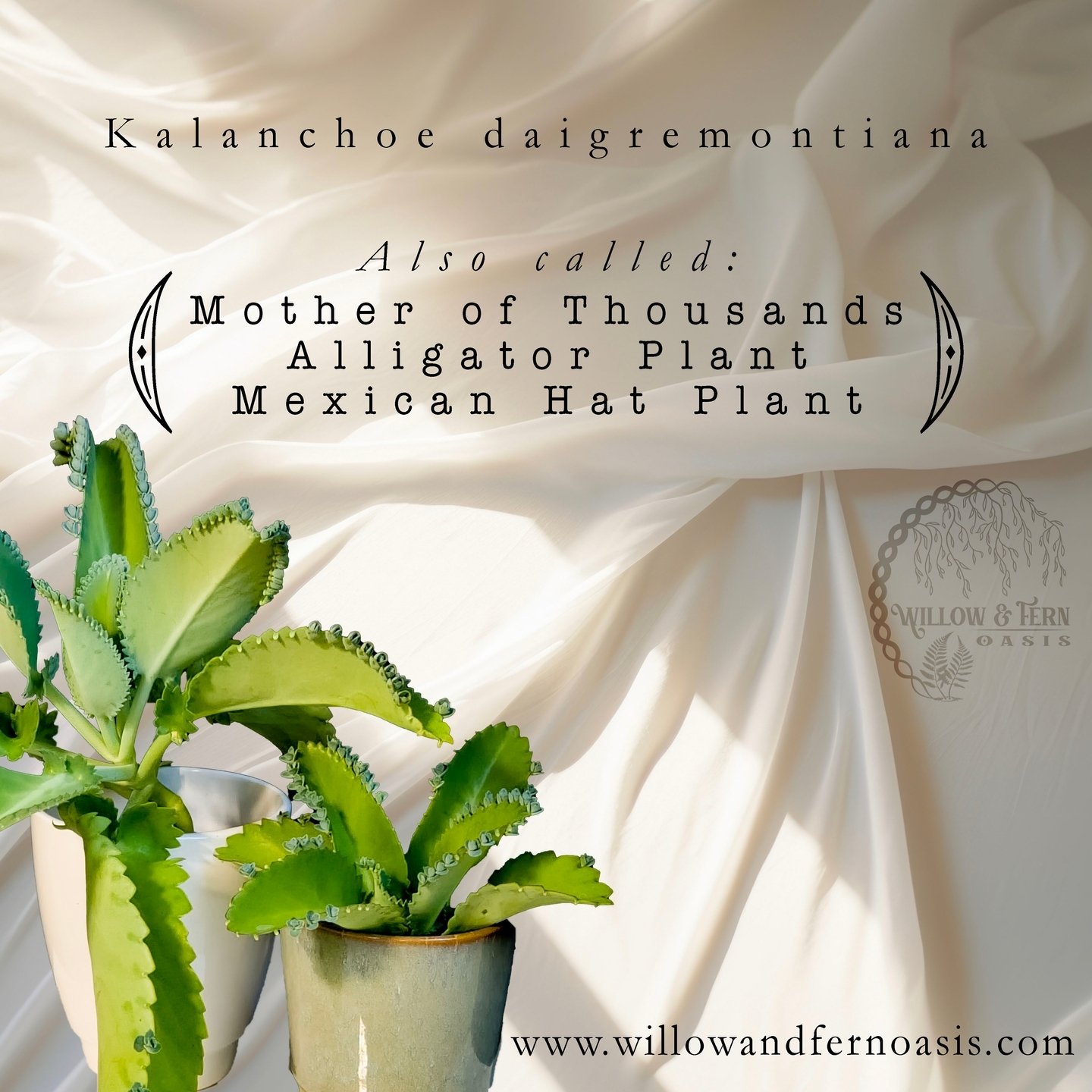 🌿 Meet the Mother of Thousands 🌿
This stunning beauty, also known as Kalanchoe daigremontiana, is a must-have for any plant enthusiast! Known for its ability to produce tiny plantlets along its leaf edges, this plant can multiply in no time, making