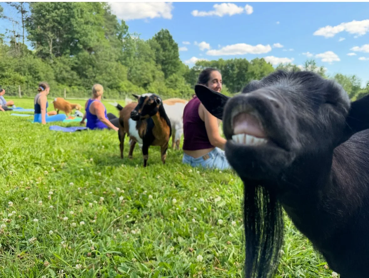 Industry Wellness Event! Goat Yoga at June Farms
