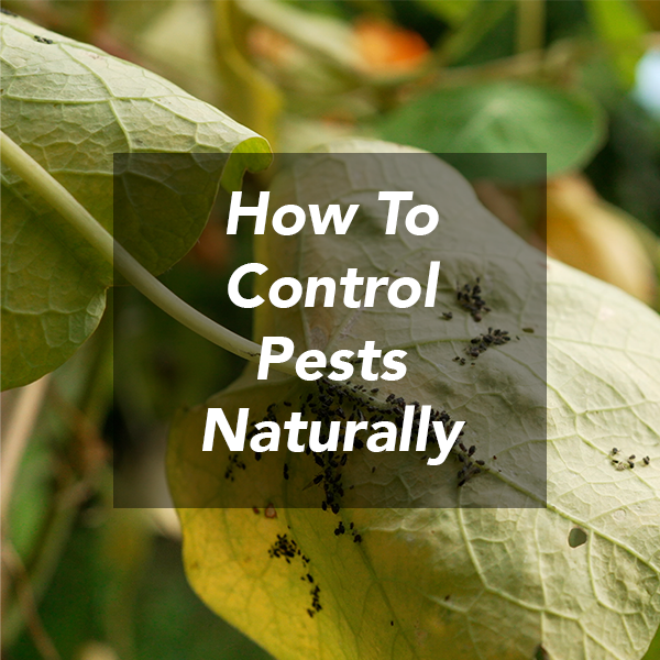 7 Proven Natural Pest Control Methods 