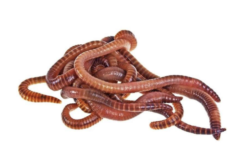 Pure Red Wiggler Worms 1 pound