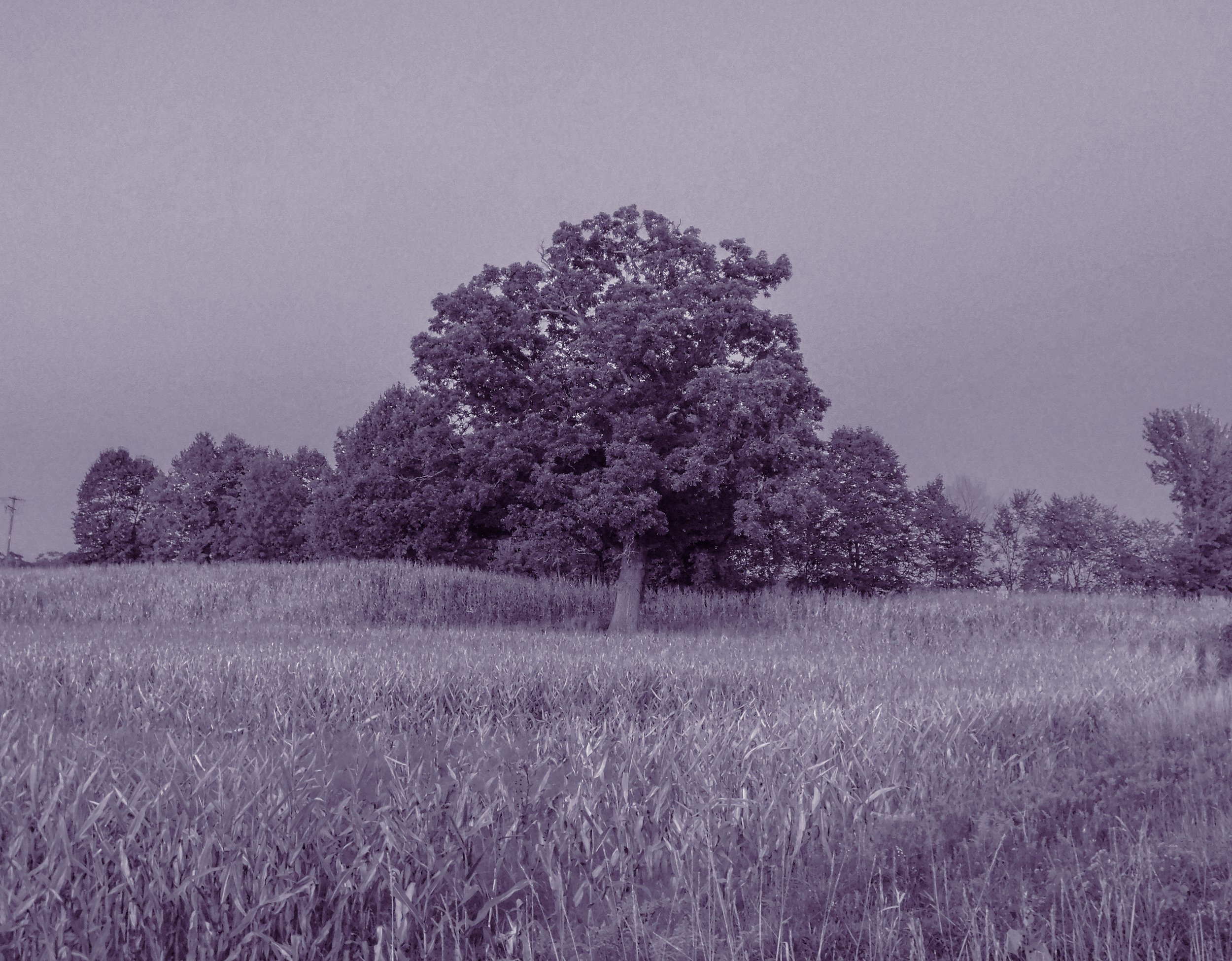 Same Tree-2.jpeg