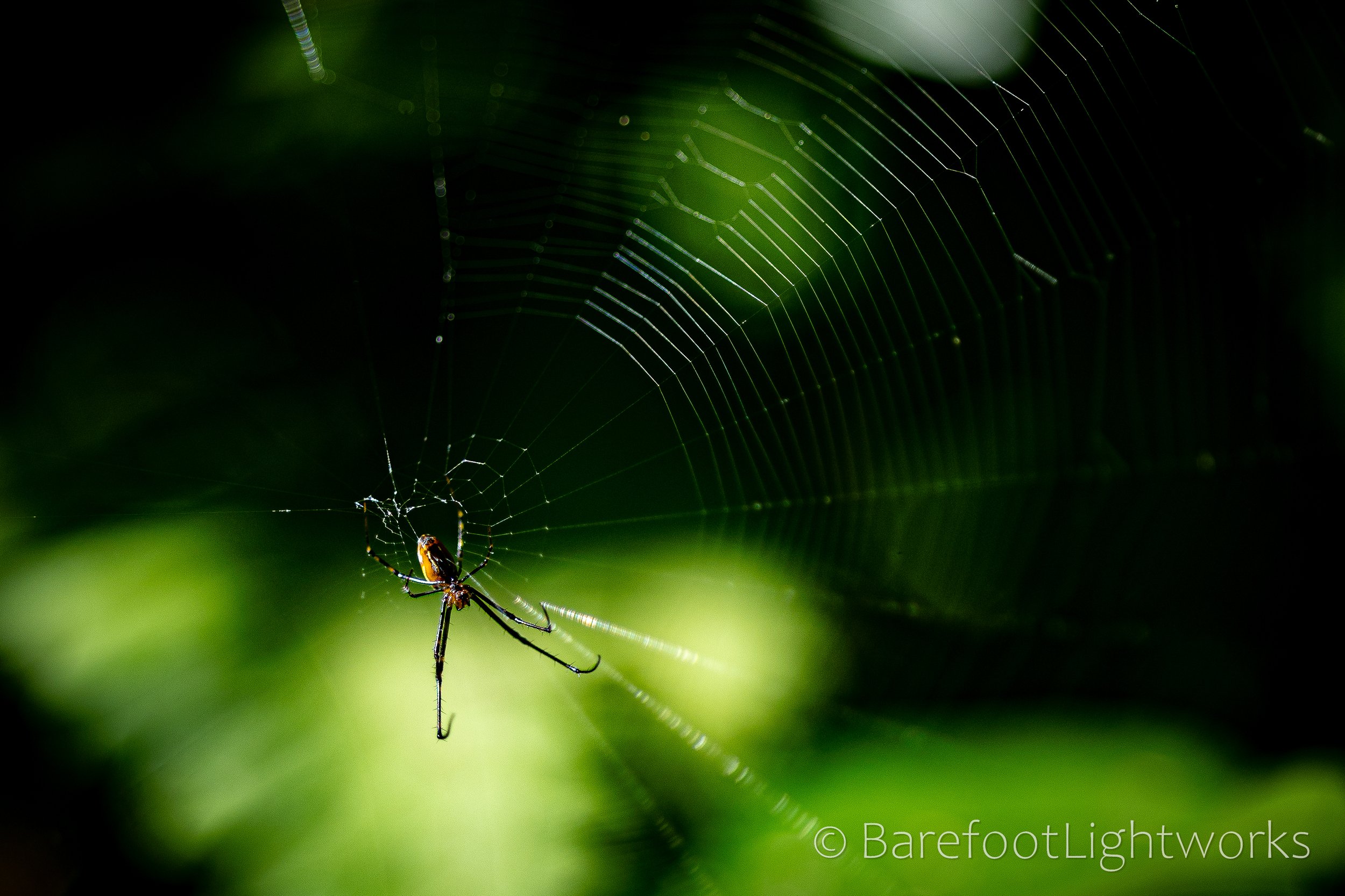 NLTL2025 - Barefoot Lightworks-13.jpg