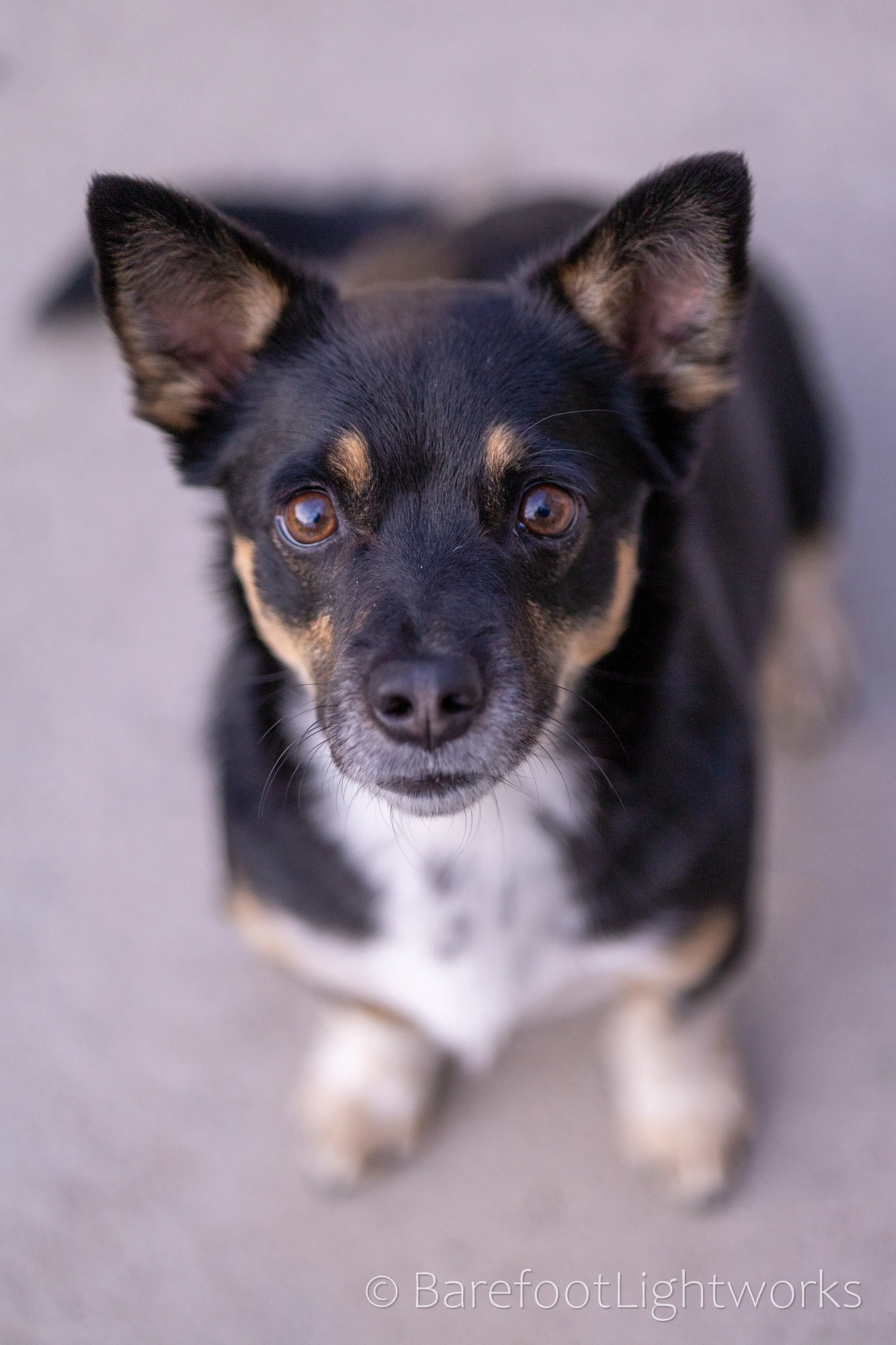 NLTL2025 - Barefoot Lightworks-20.jpg