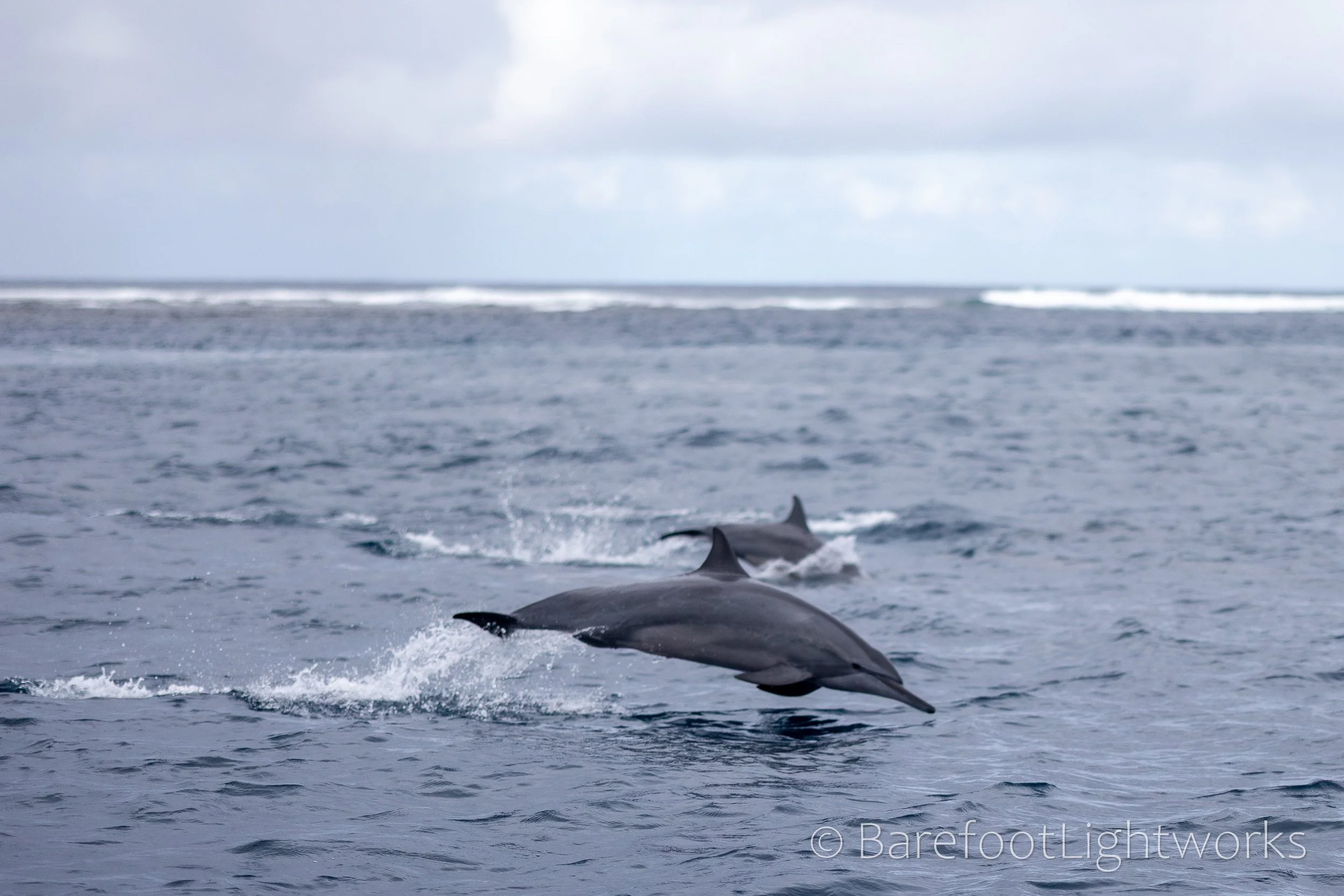 NLTL2025 - Barefoot Lightworks-11.jpg