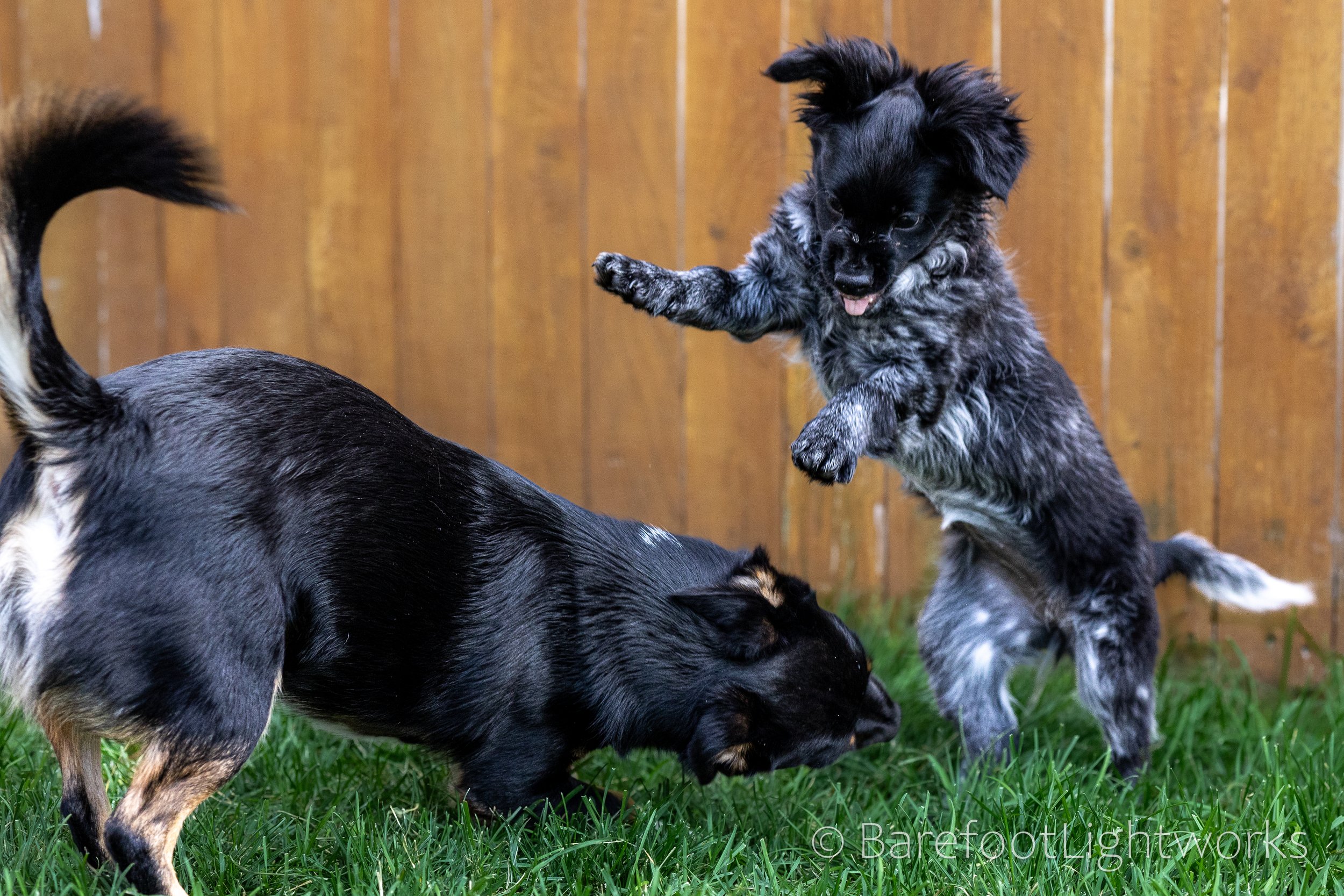 NLTL2025 - Barefoot Lightworks-17.jpg