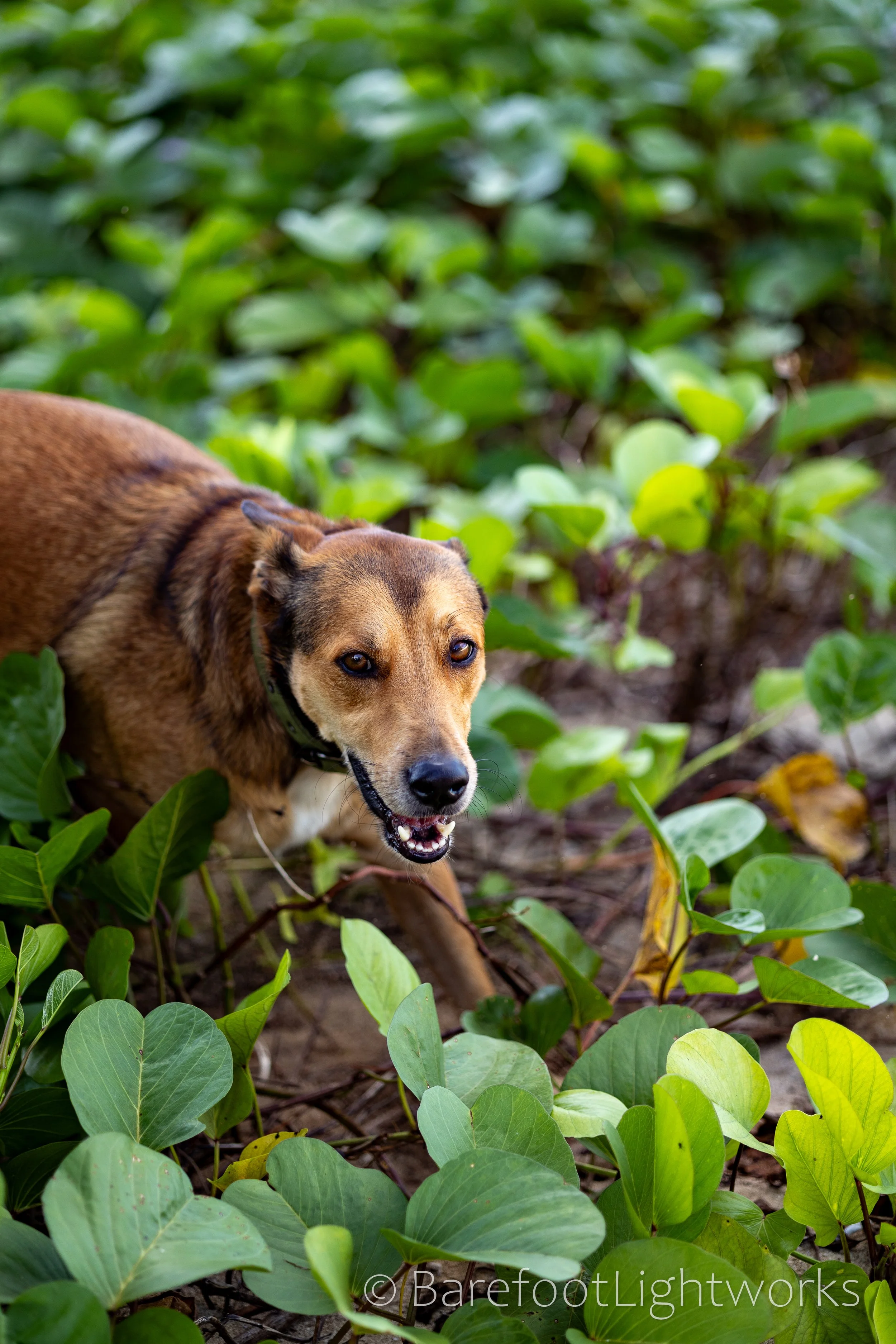 NLTL2025 - Barefoot Lightworks-04.jpg