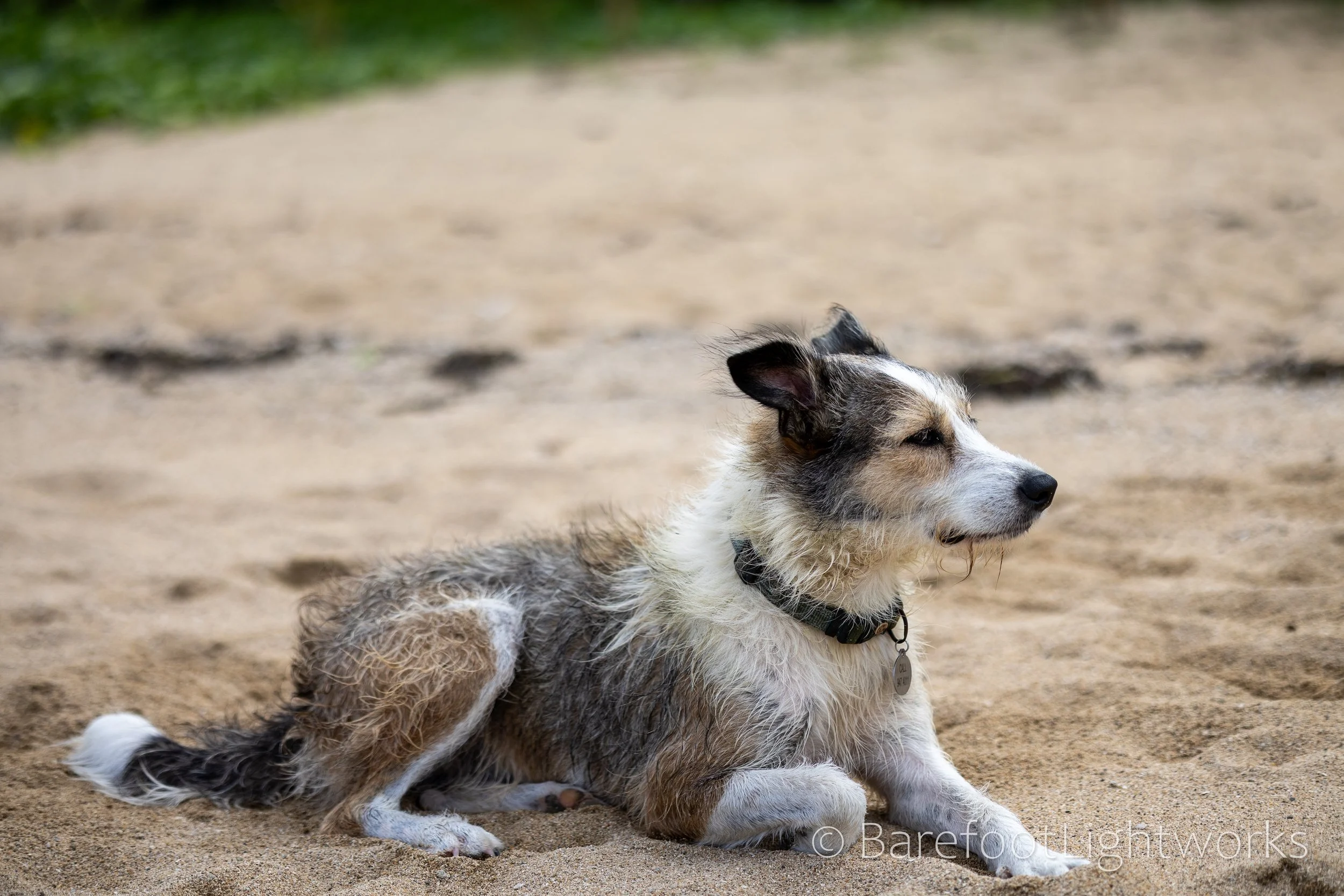 NLTL2025 - Barefoot Lightworks-10.jpg