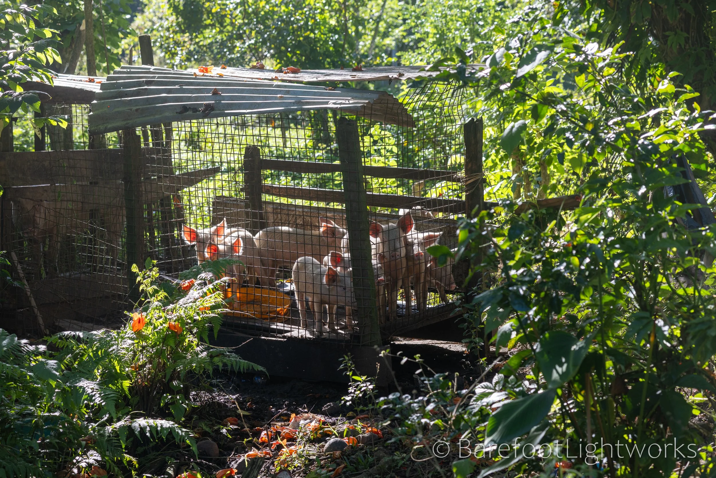 NLTL2025 - Barefoot Lightworks-12.jpg