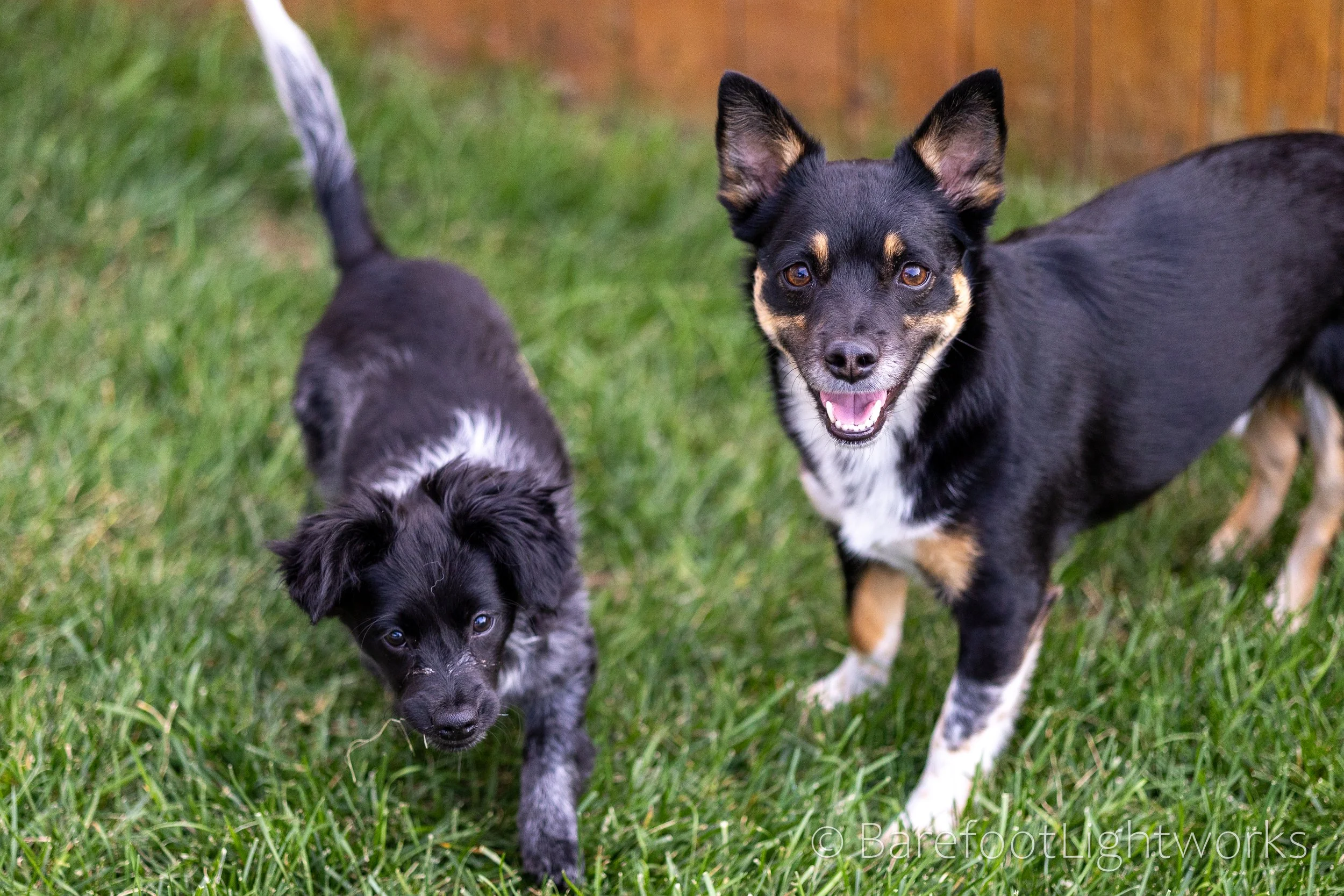 NLTL2025 - Barefoot Lightworks-18.jpg