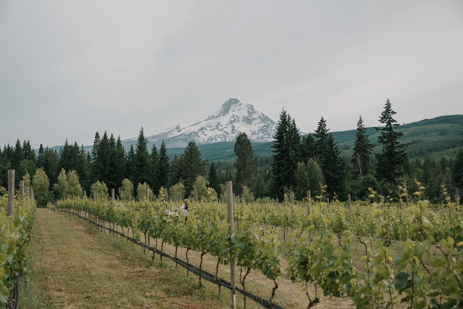 Mt. Hood orchard scene by Oregon photographer, Jen Jones.