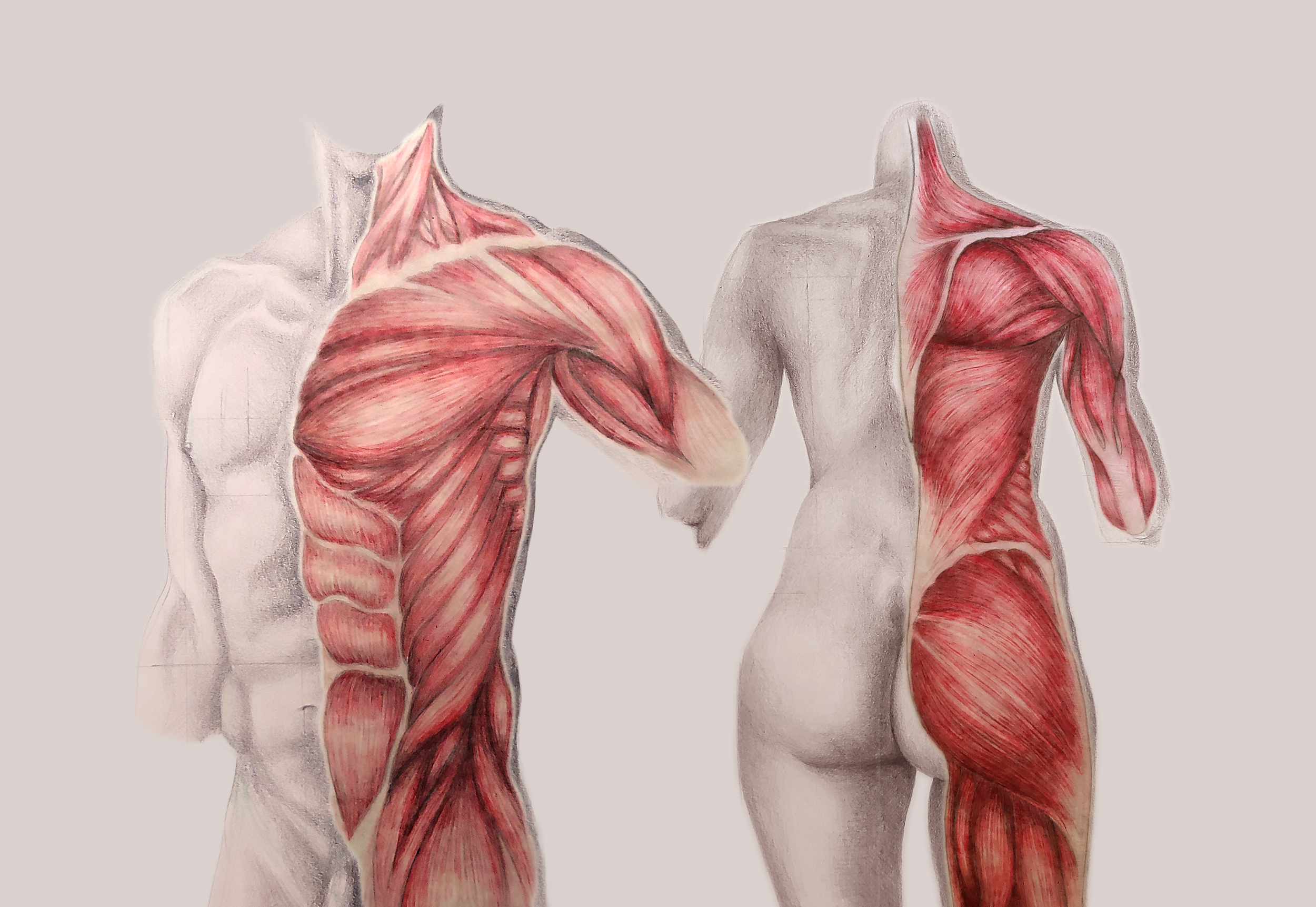maggiedewar_torsoanatomy.png