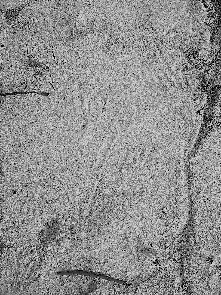 Co-hosting Tom Brown Jr's visit to Australia was an epic adventure...