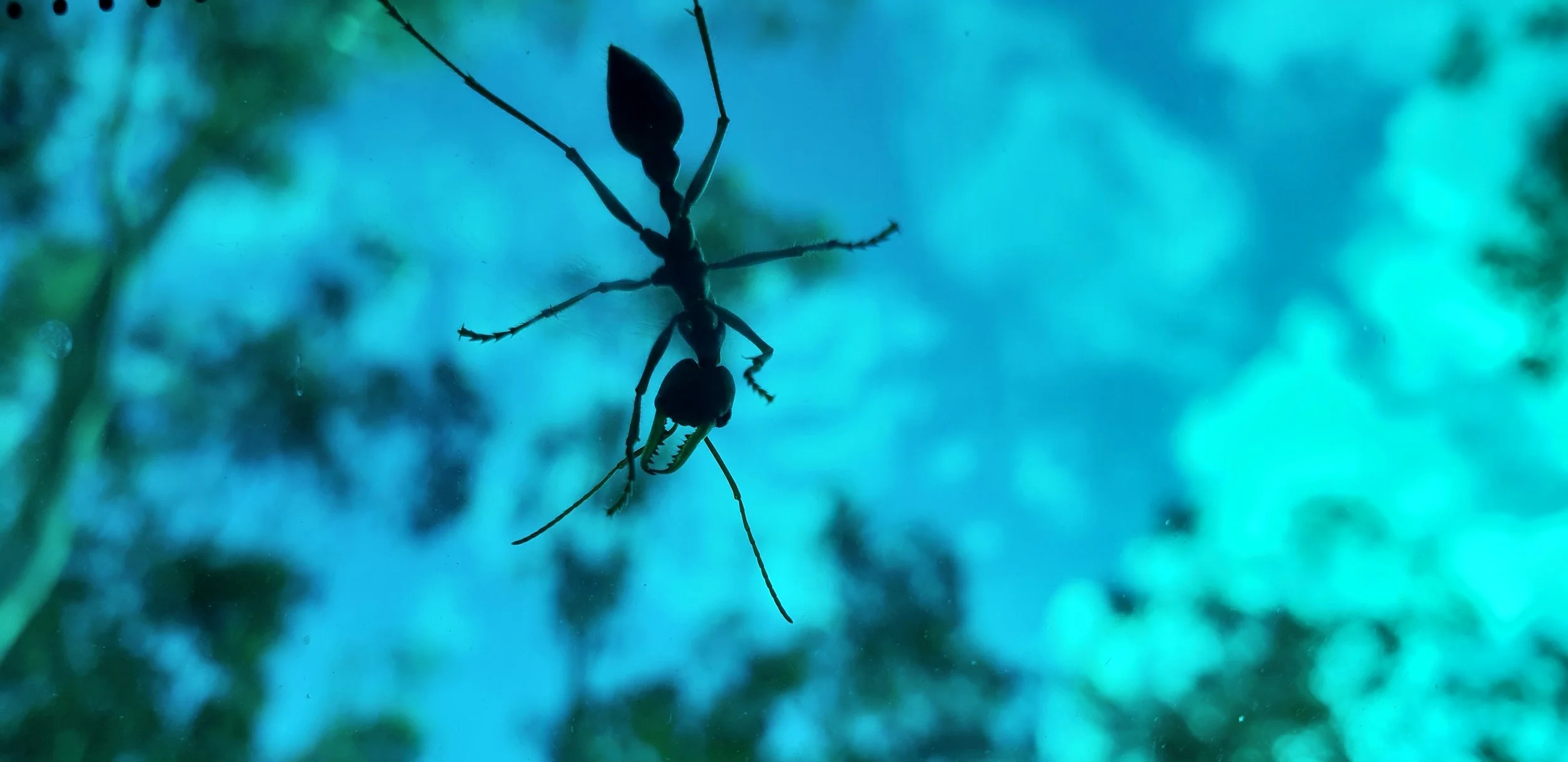 Ant by Maiki-Jane Blakeney