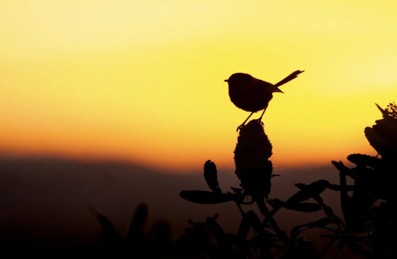 Advanced Awareness Training Level 1 - Early Bird Open