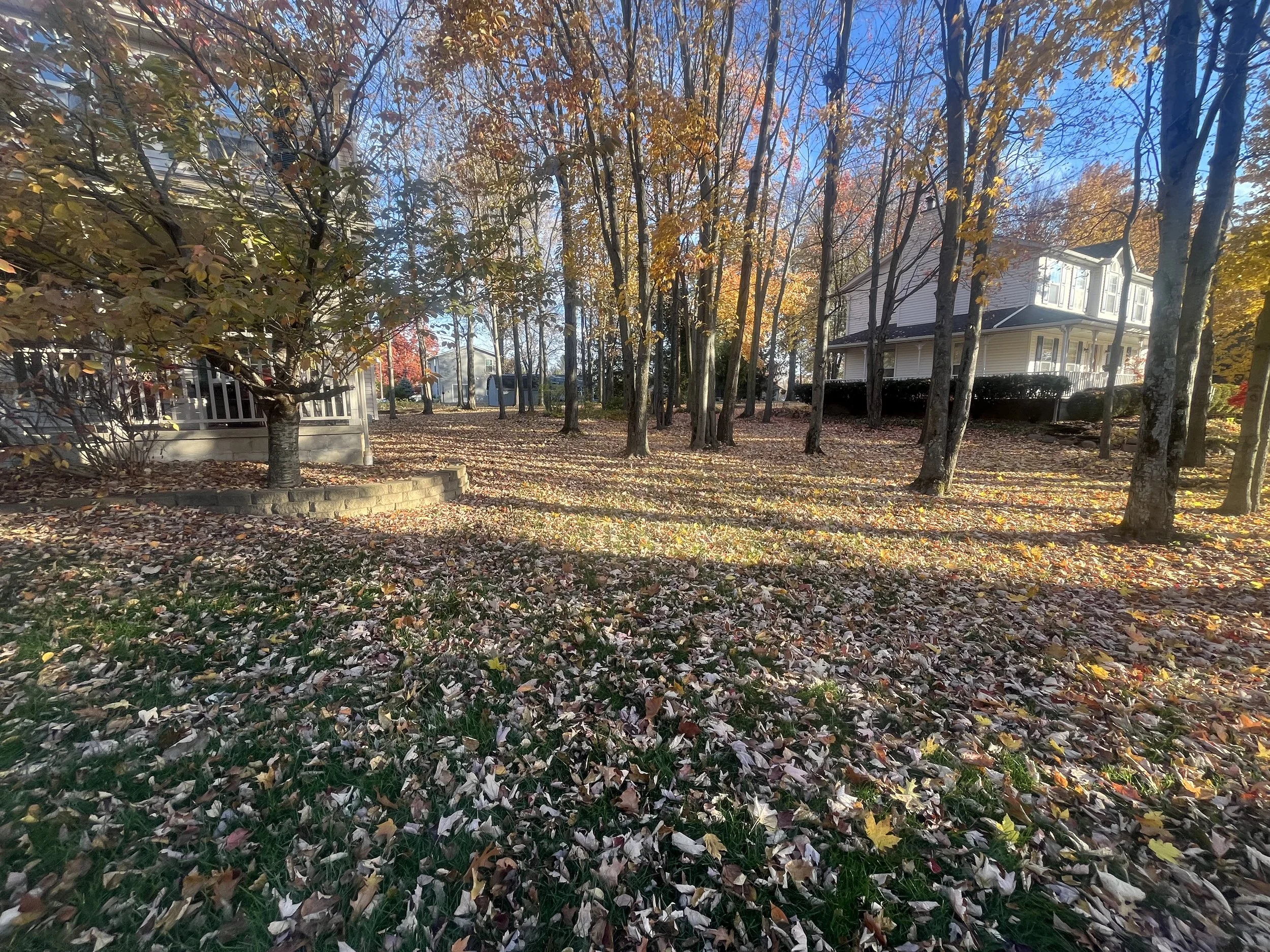 Leaves on top of a residential lawn. 