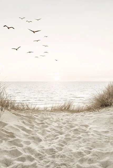 Beach scene with sandy pathway leading to calm ocean, tall grasses on sides, and a flock of birds flying in the sky.