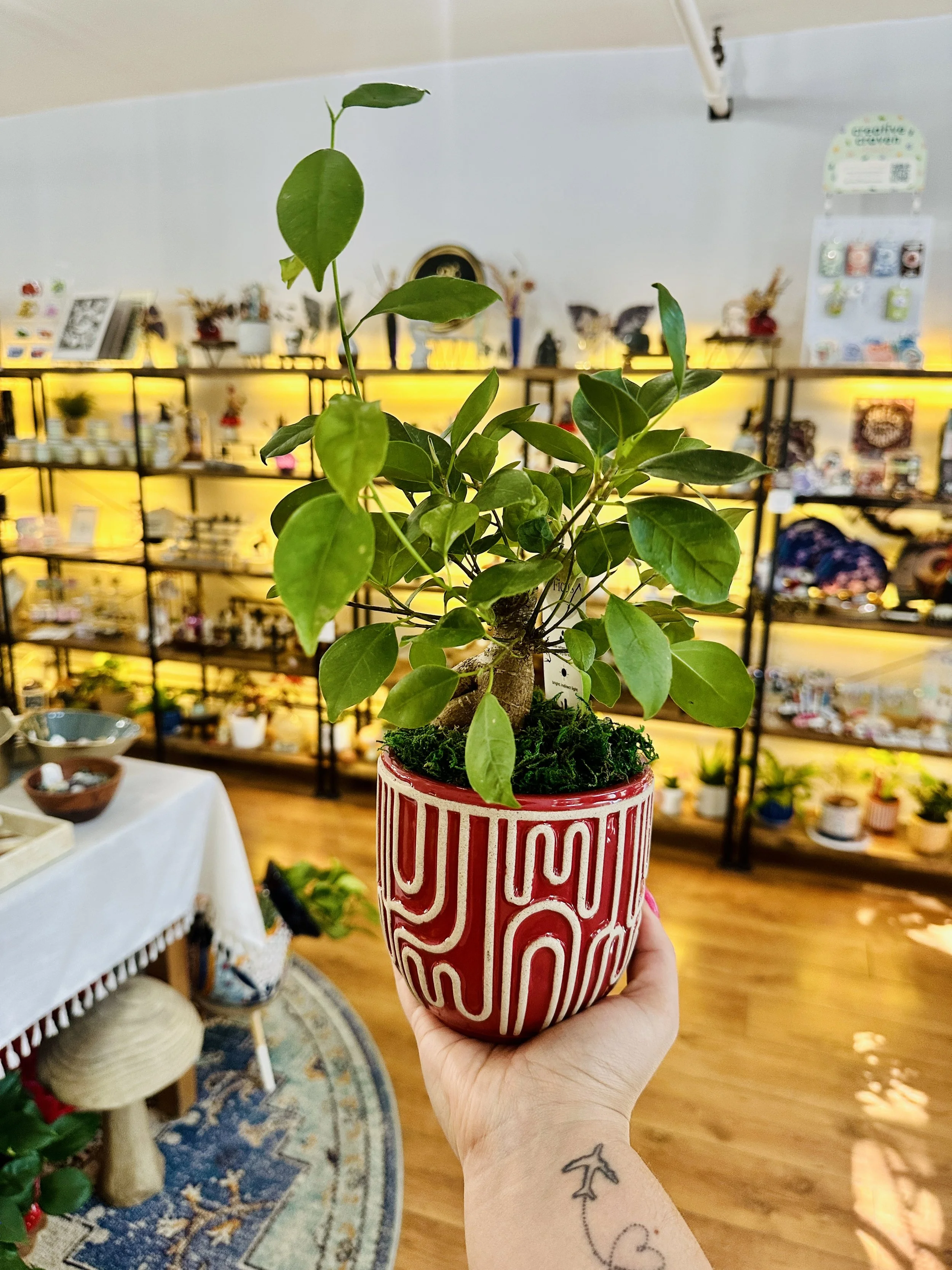 Hand holding a potted green plant with rounded leaves in a red and white patterned ceramic pot, indoor setting with shelves of decorative items in the background.