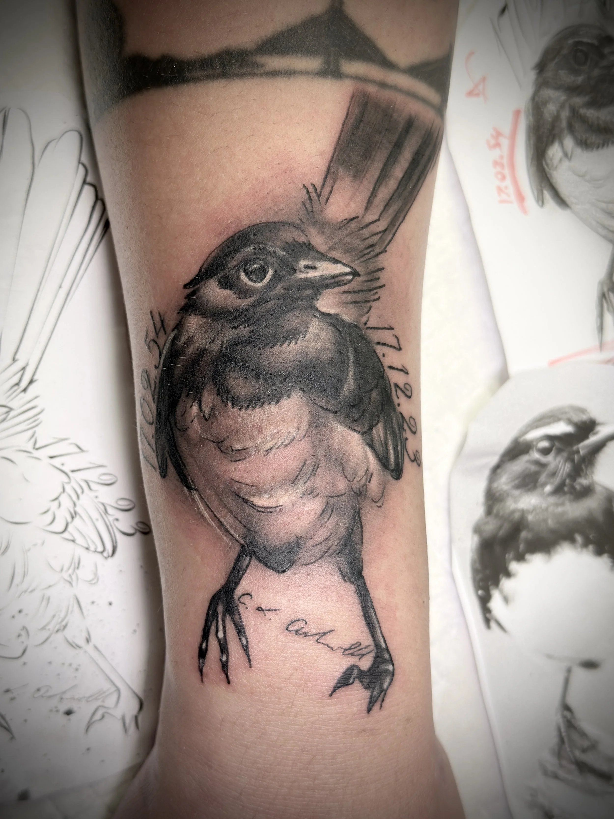 Memorial willy wagtail tattoo brisban