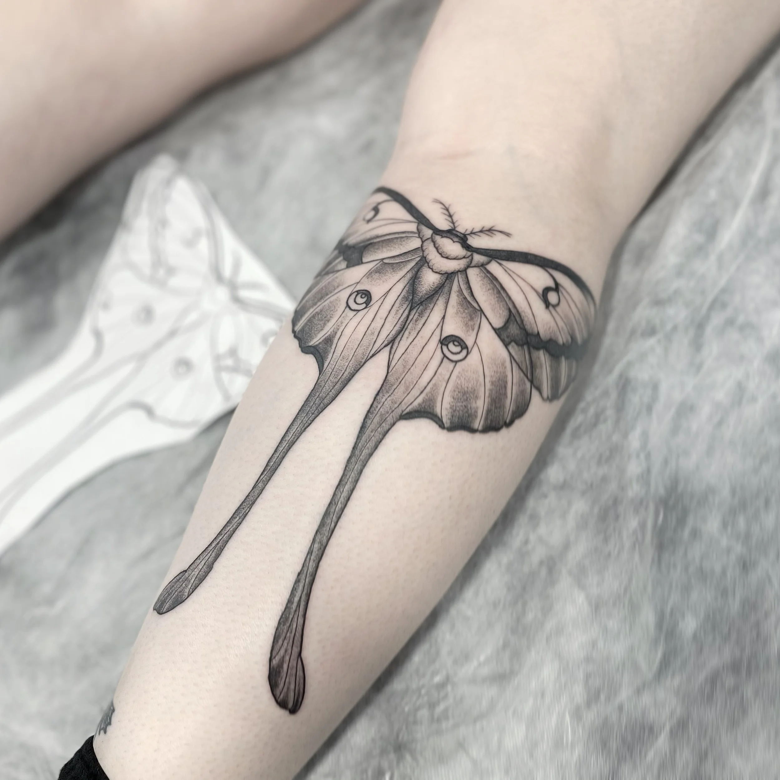 Brisbane tattoo vegan pop culture fine line luna moth.jpeg