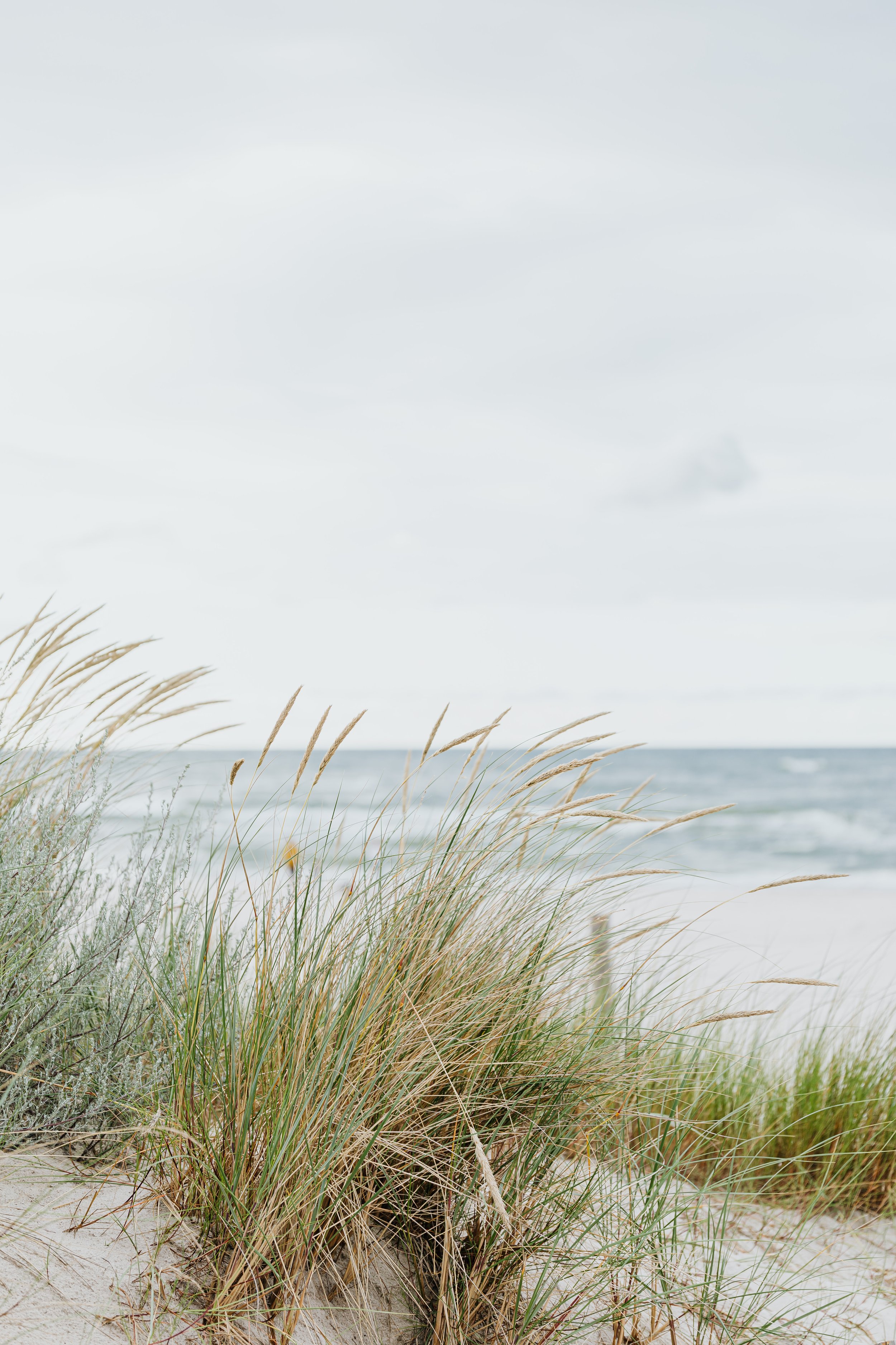 Beach grass on a sand dune by the sea