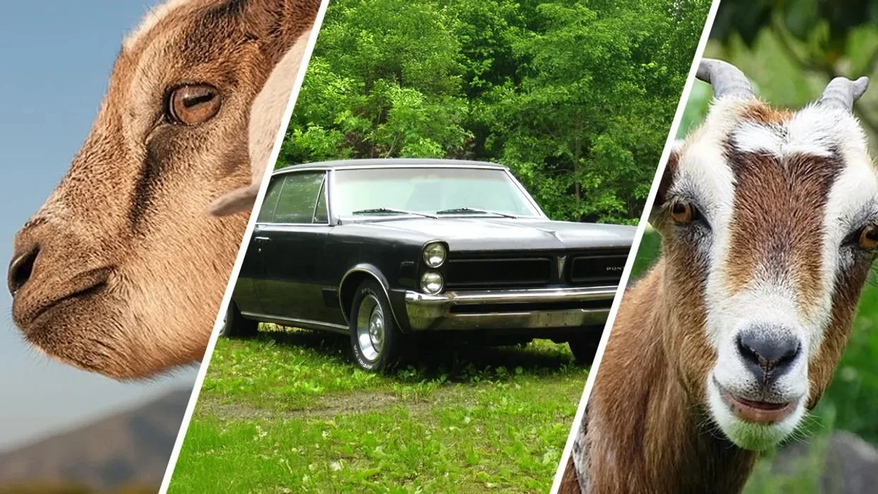 CHAPTER 19 | CALLING BULLSHIT ON FALLACIES