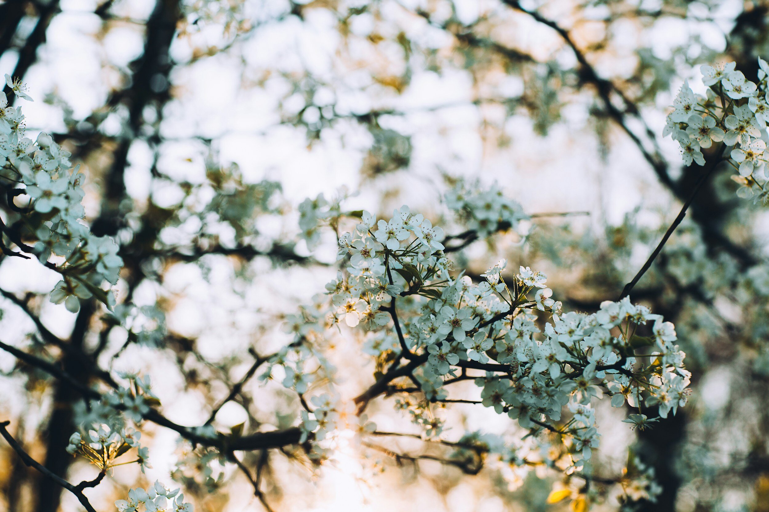 Branches of a tree with white blossoms against a blurred background.