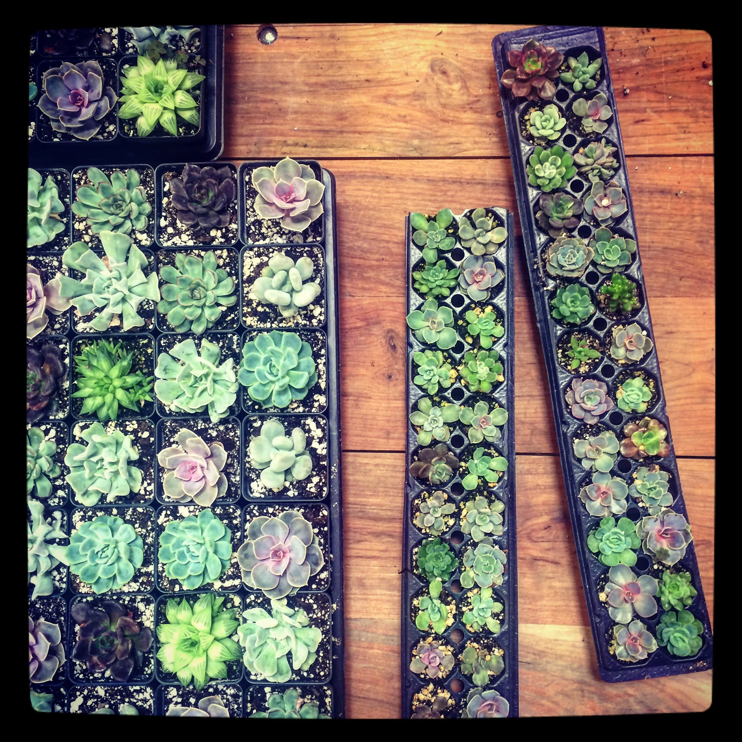 The Table_Succulent Mini-Garden Party.JPG