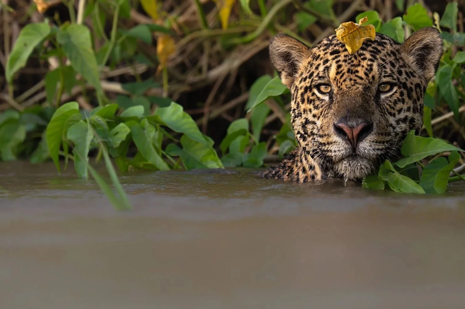 Jaguar (Panthera onca), Brazil