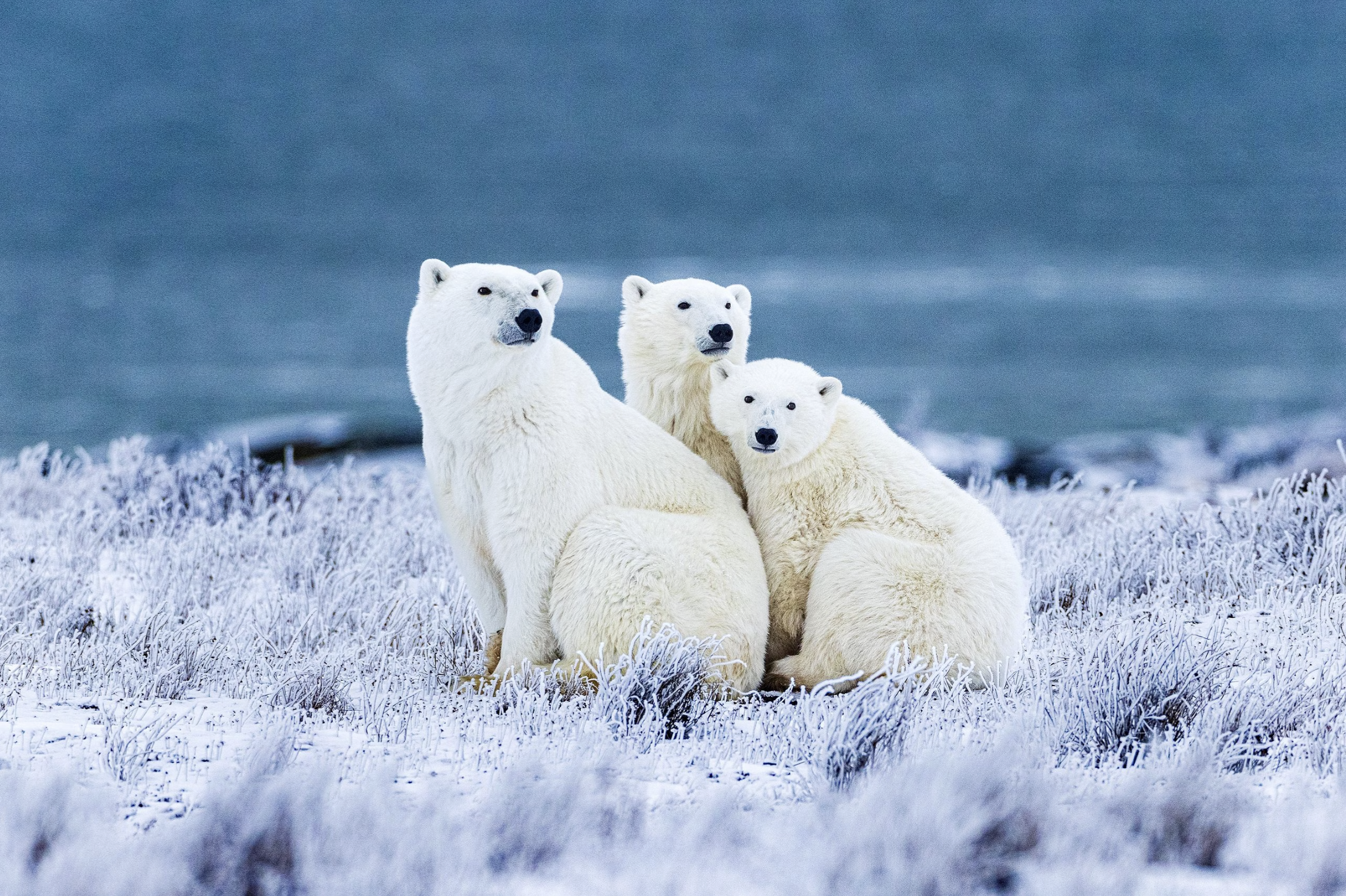 30% Deposit — Polar Bears of Churchill 2026