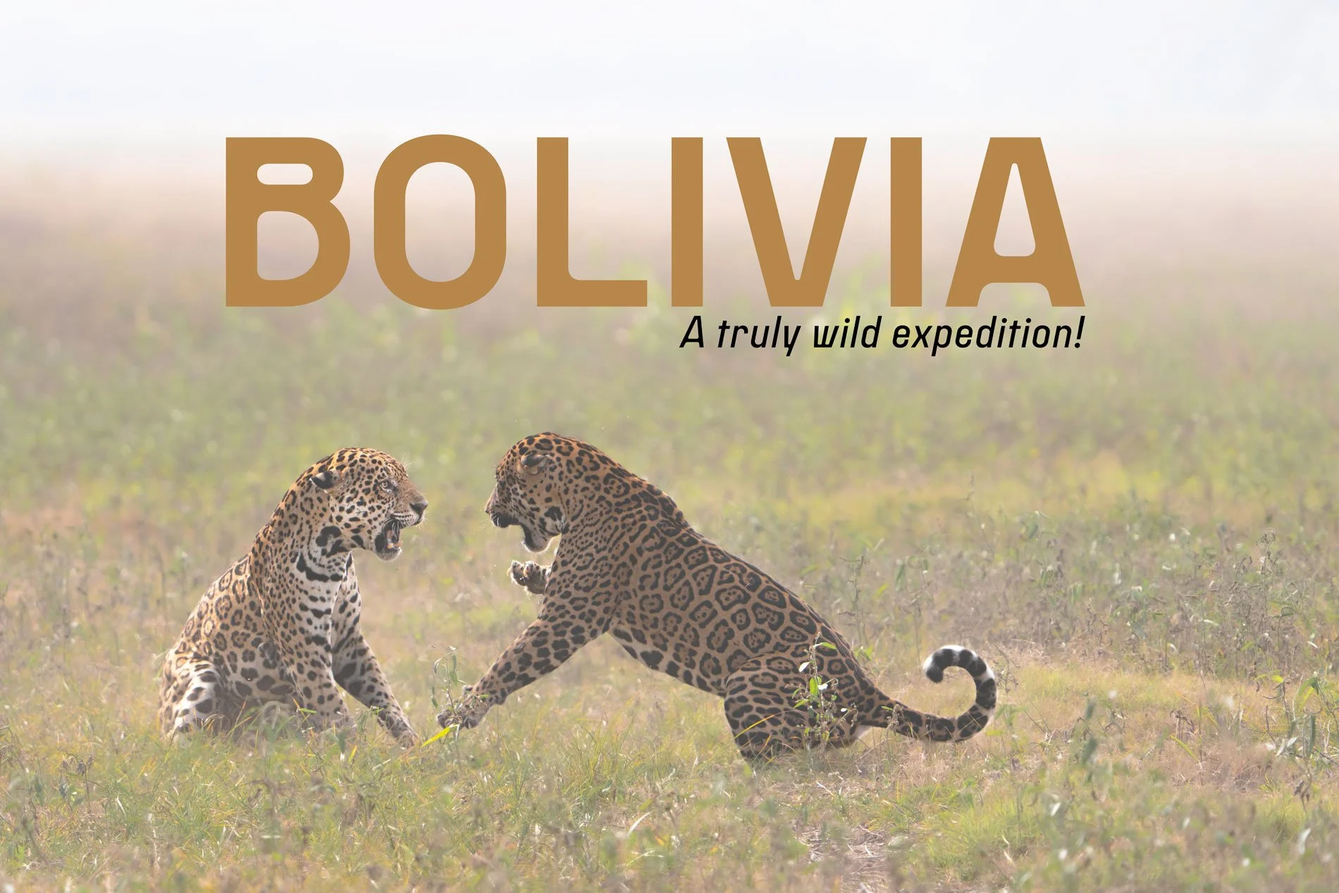 Bolivia Wildlife Expeditions — 2027