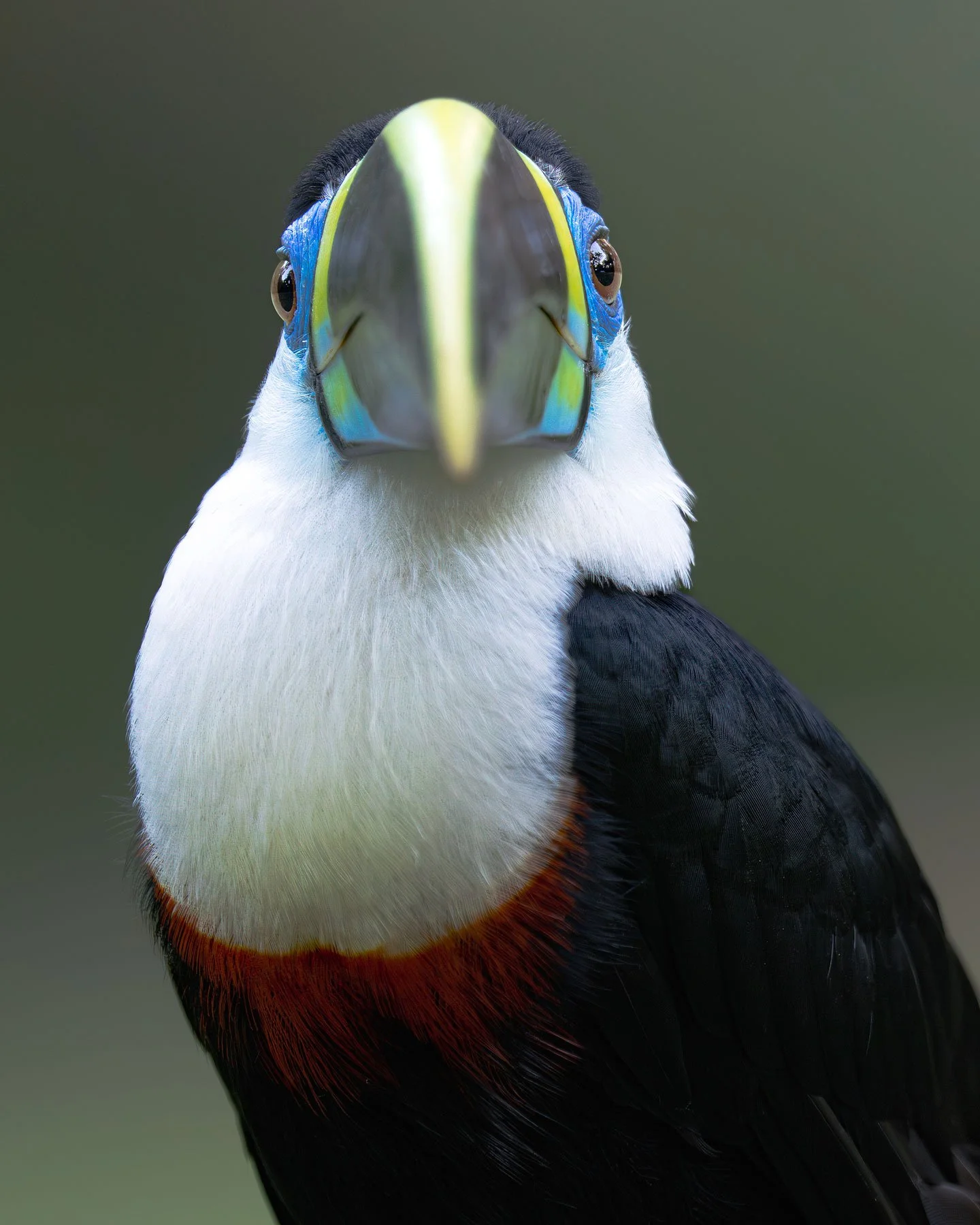 Channel-billed Toucan (Ramphastos vitellinus), Peru