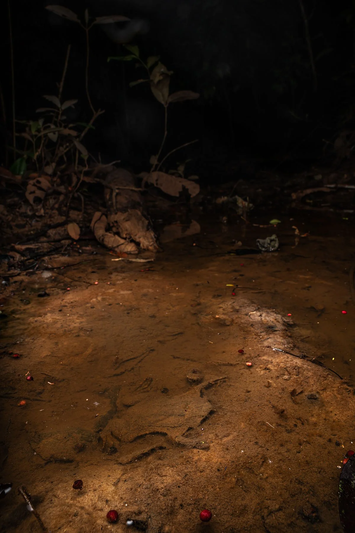 Suriname toad (Pipa pipa), Peru