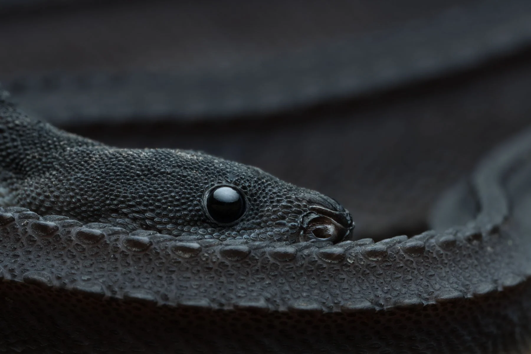Dragon snake (Xenodermus javanicus), Borneo