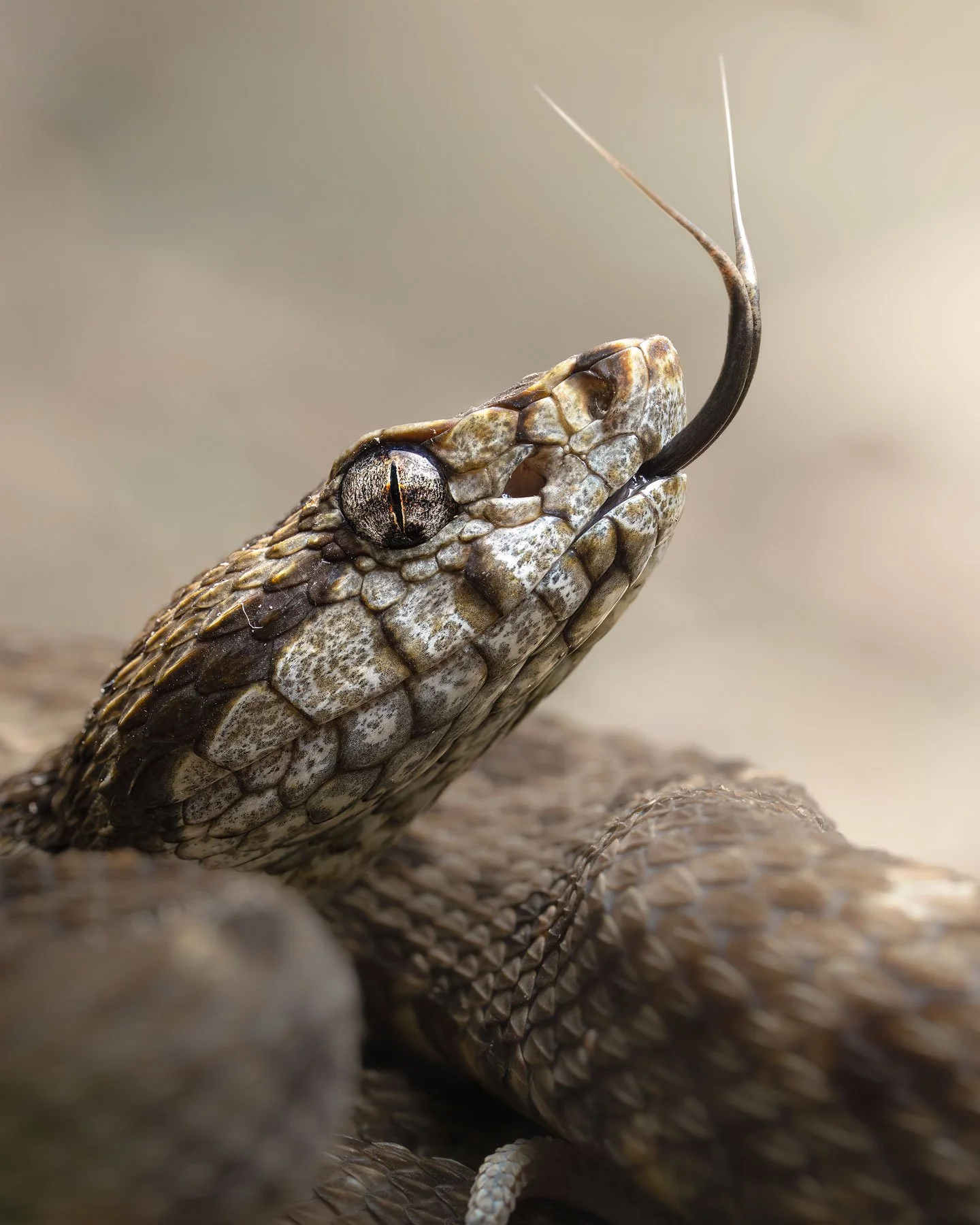 Common Lancehead (Bothrops atrox), Peru