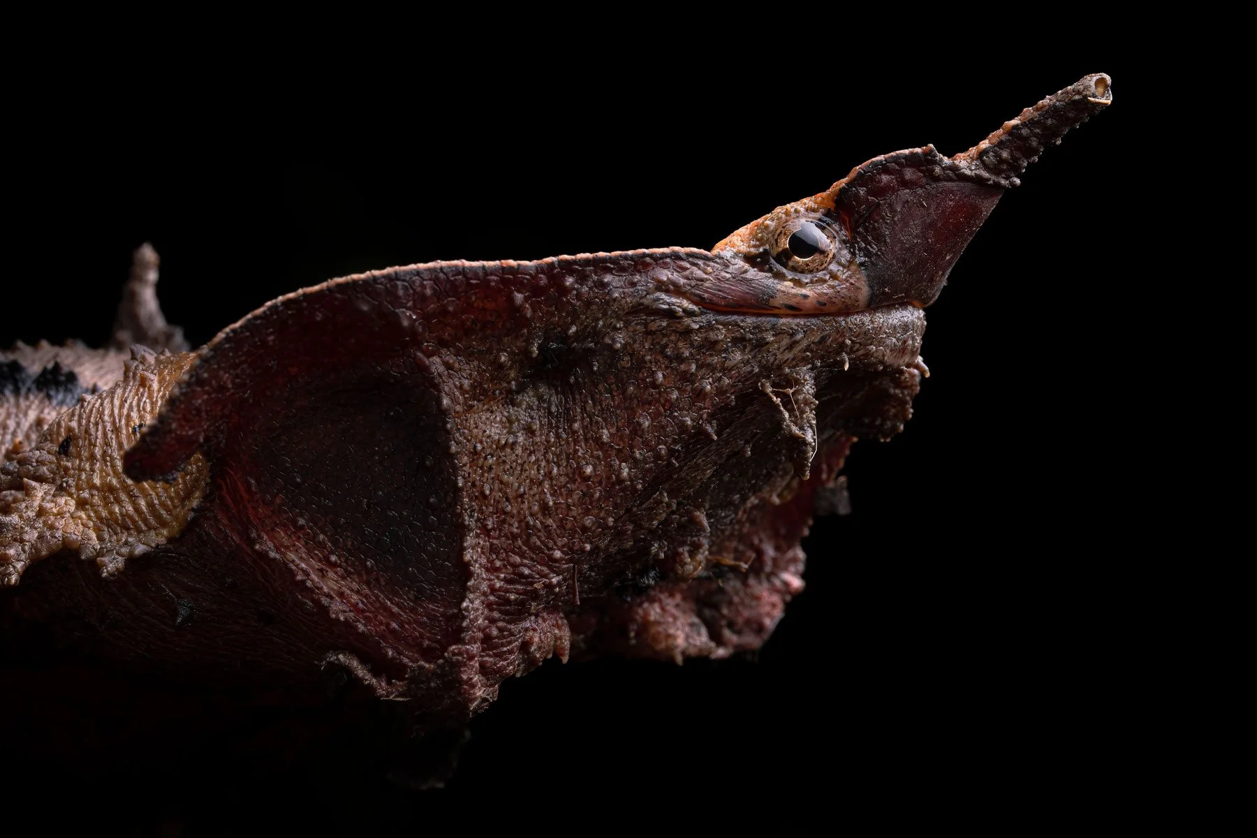 Mata mata (Chelus fimbriata), Peru