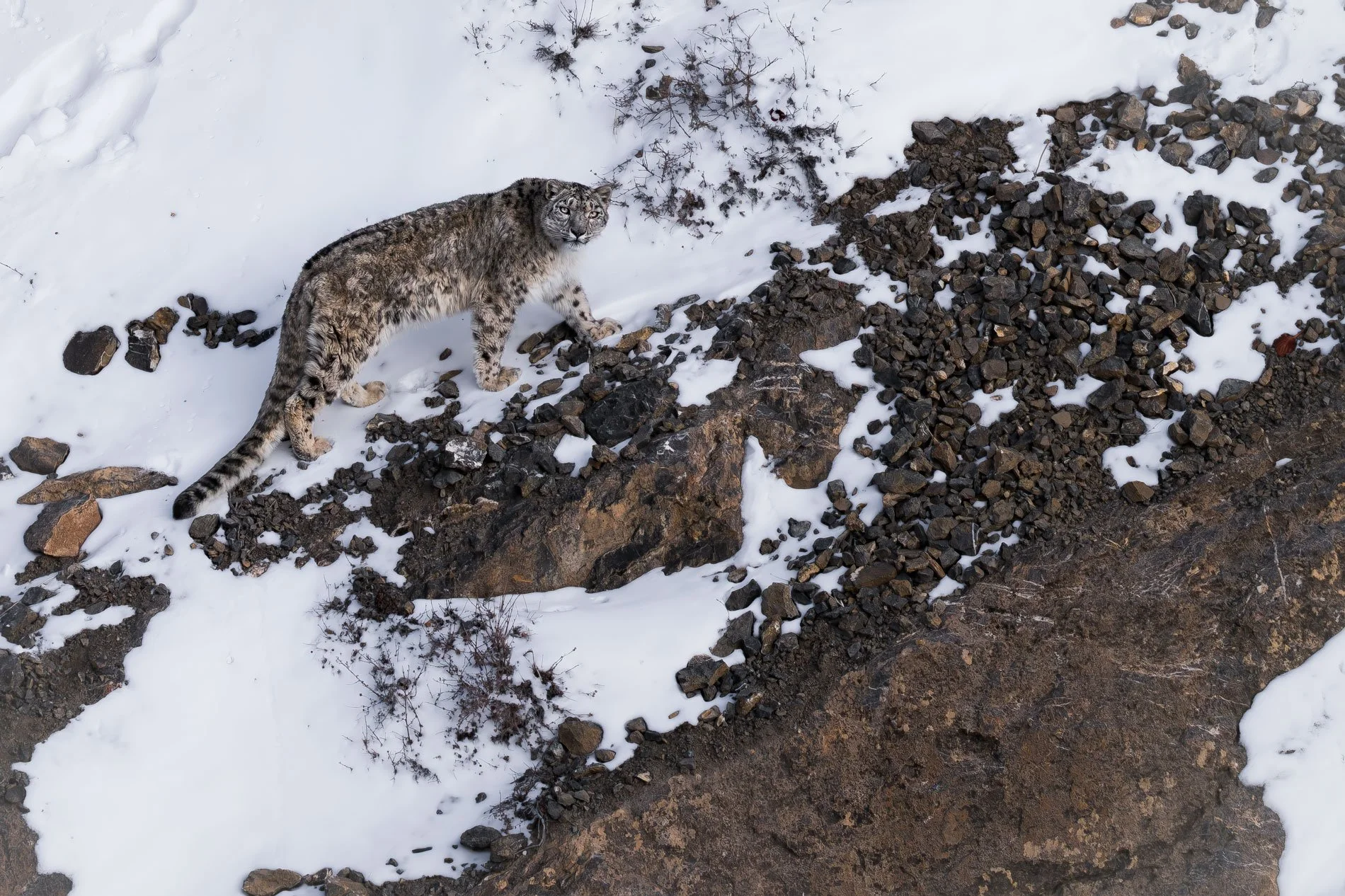 Snow Leopard (Panthera uncia), India